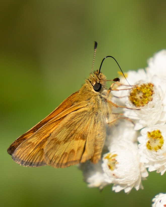 Woodland Skipper