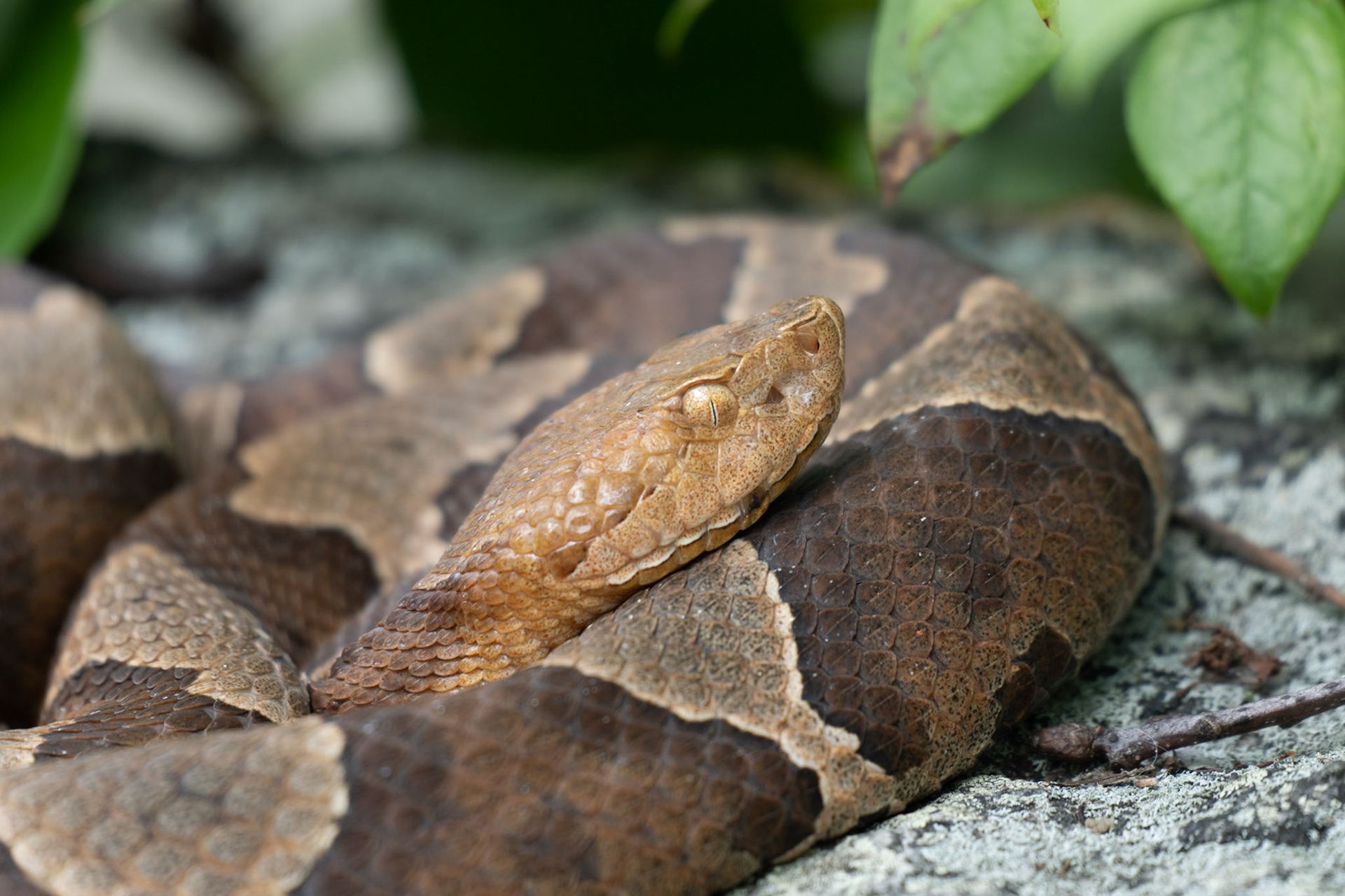 Eastern Copperhead, Pyramid Mountain NJ