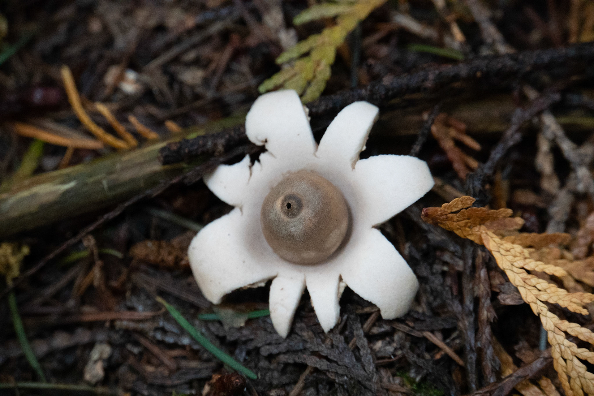 Earth Star