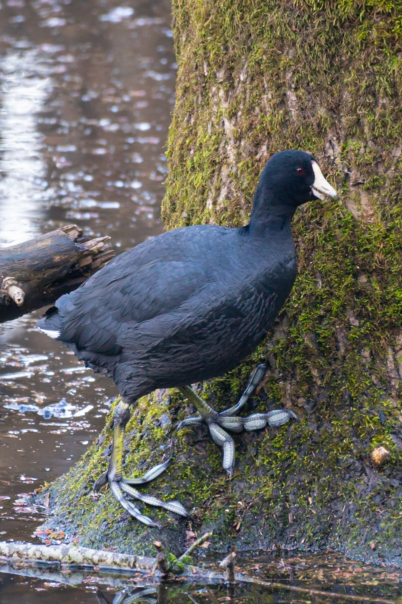American Coot, Oaks Bottom Wildlife Refuge OR