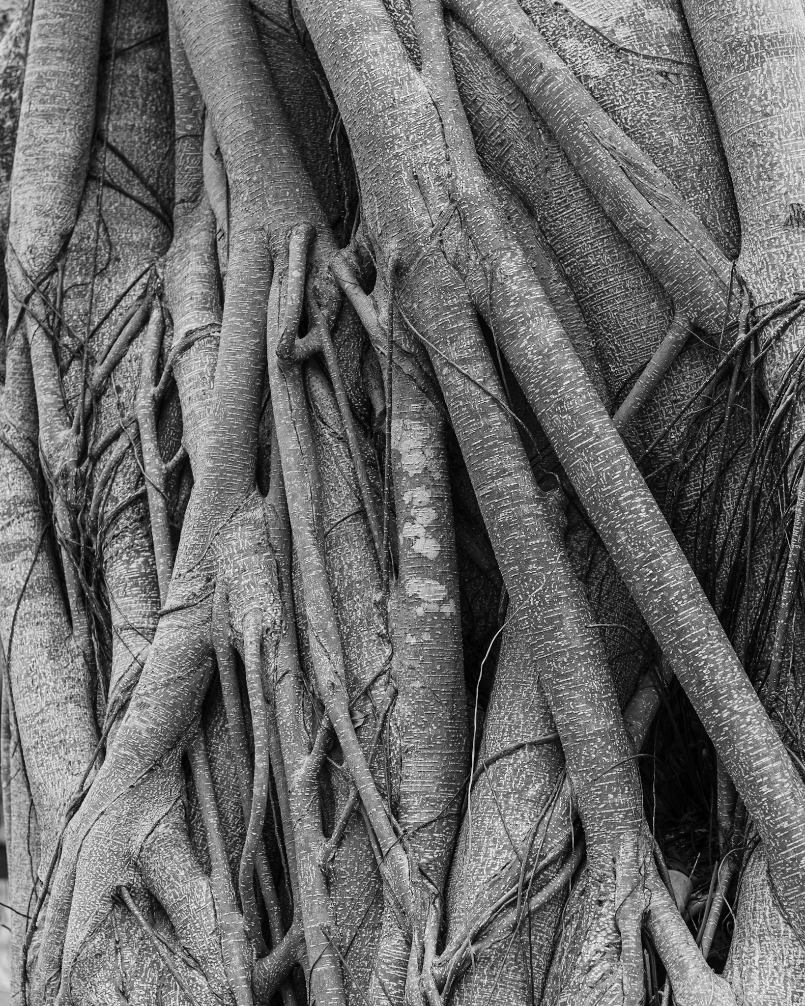 Banyan Tree #1 (Naples, FL) 20190507-DSC_3059