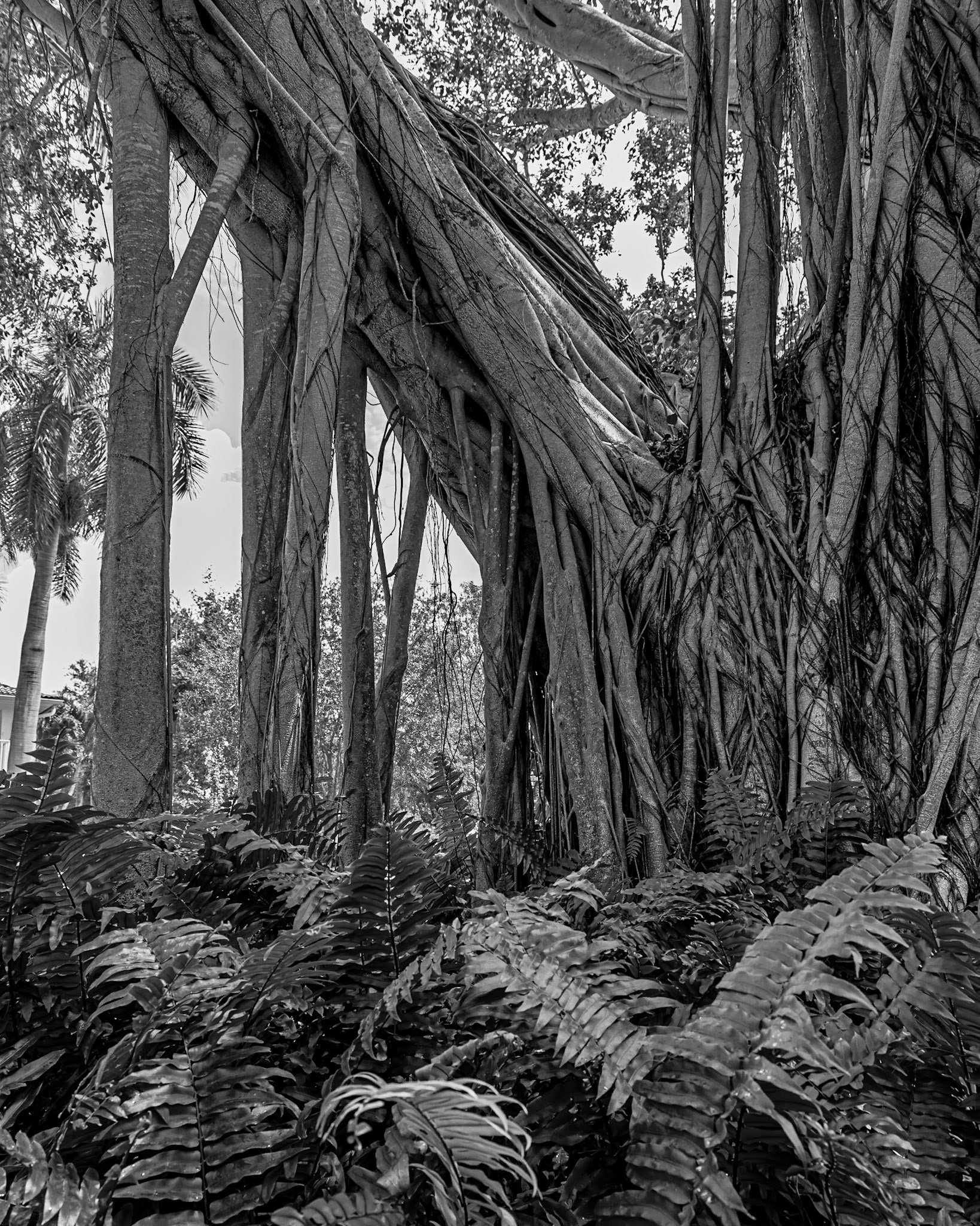Banyan Tree #4 (Naples, FL) - 20190507-DSC_3076