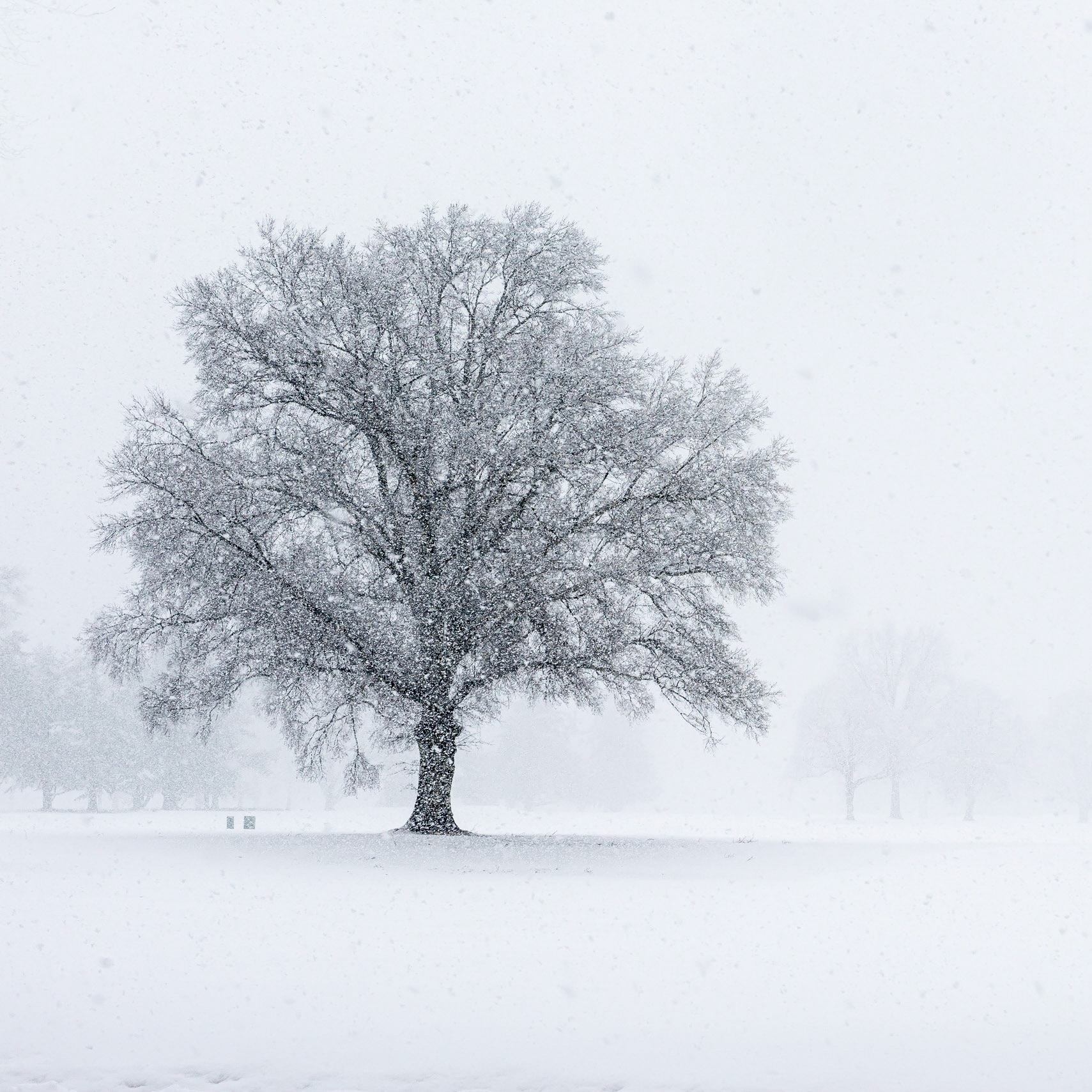 Rumson Country Club Snow #1 (DSC_5449)