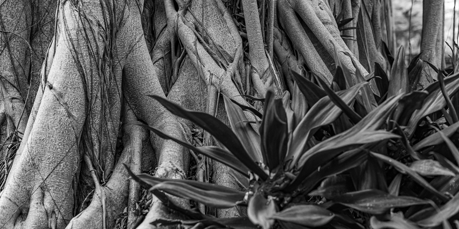 Banyan Tree #2 (Naples, FL) - 20190507-DSC_3067