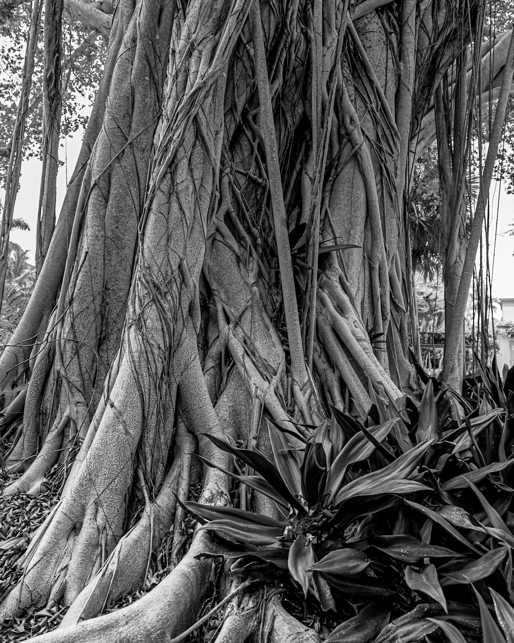 Banyan Tree #3 (Naples, FL) - 20190507-DSC_3069