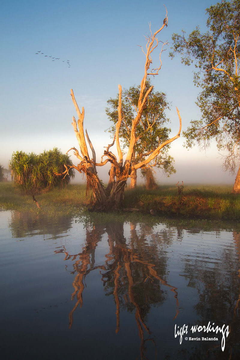 An Australian river gum