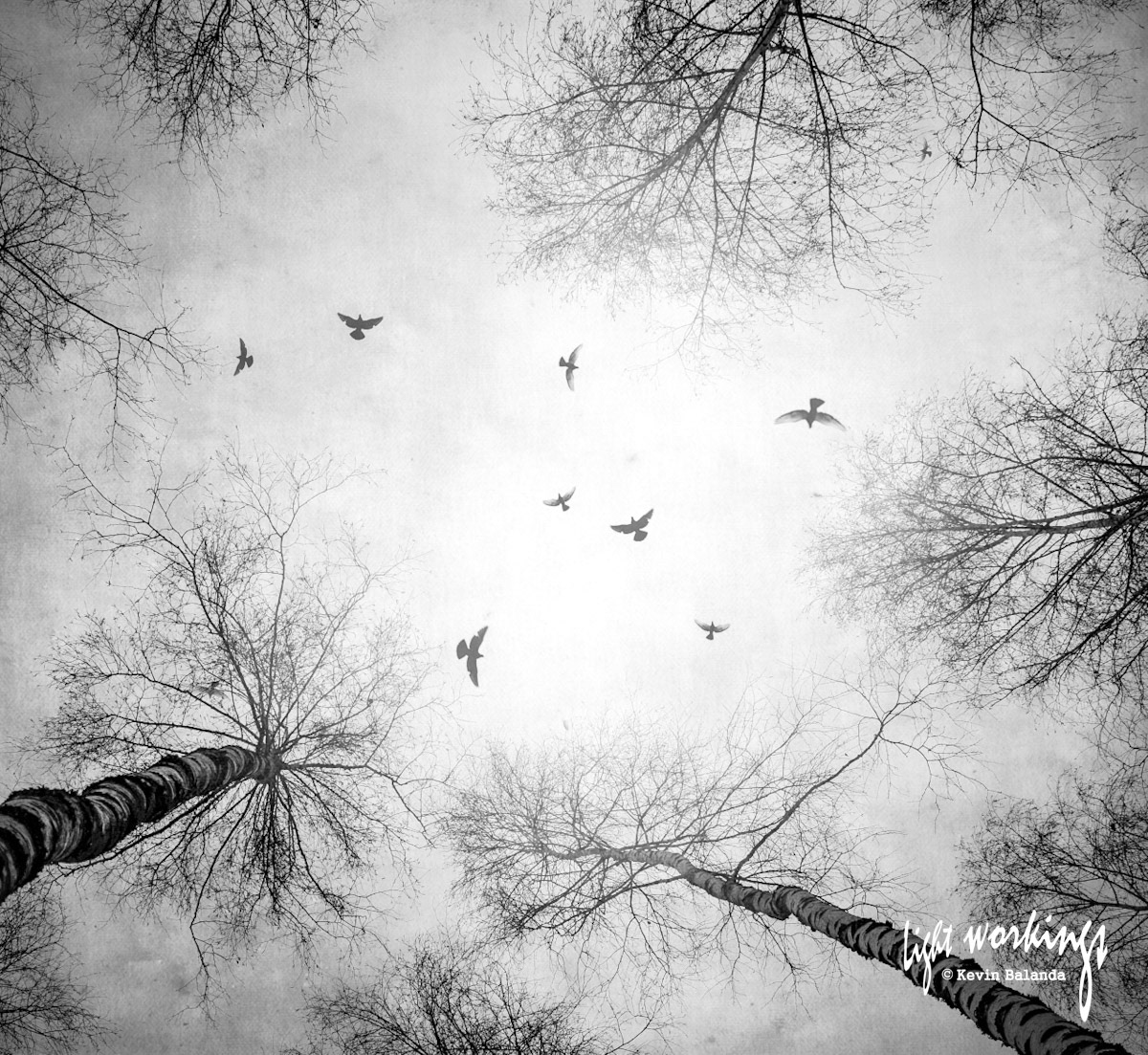 An Autumnal clearing in the forest canopy