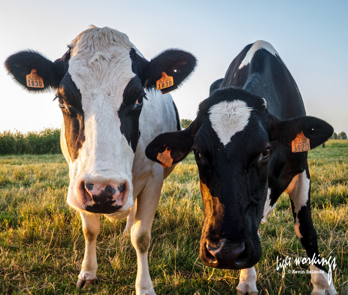 Is that food you have there? Come on, hand it over!