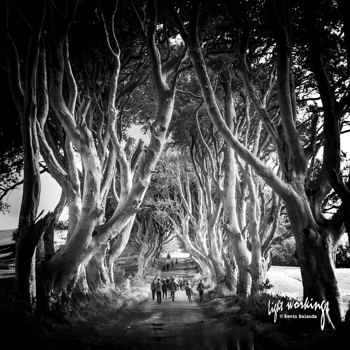 The Dark Hedges, Co Antrim