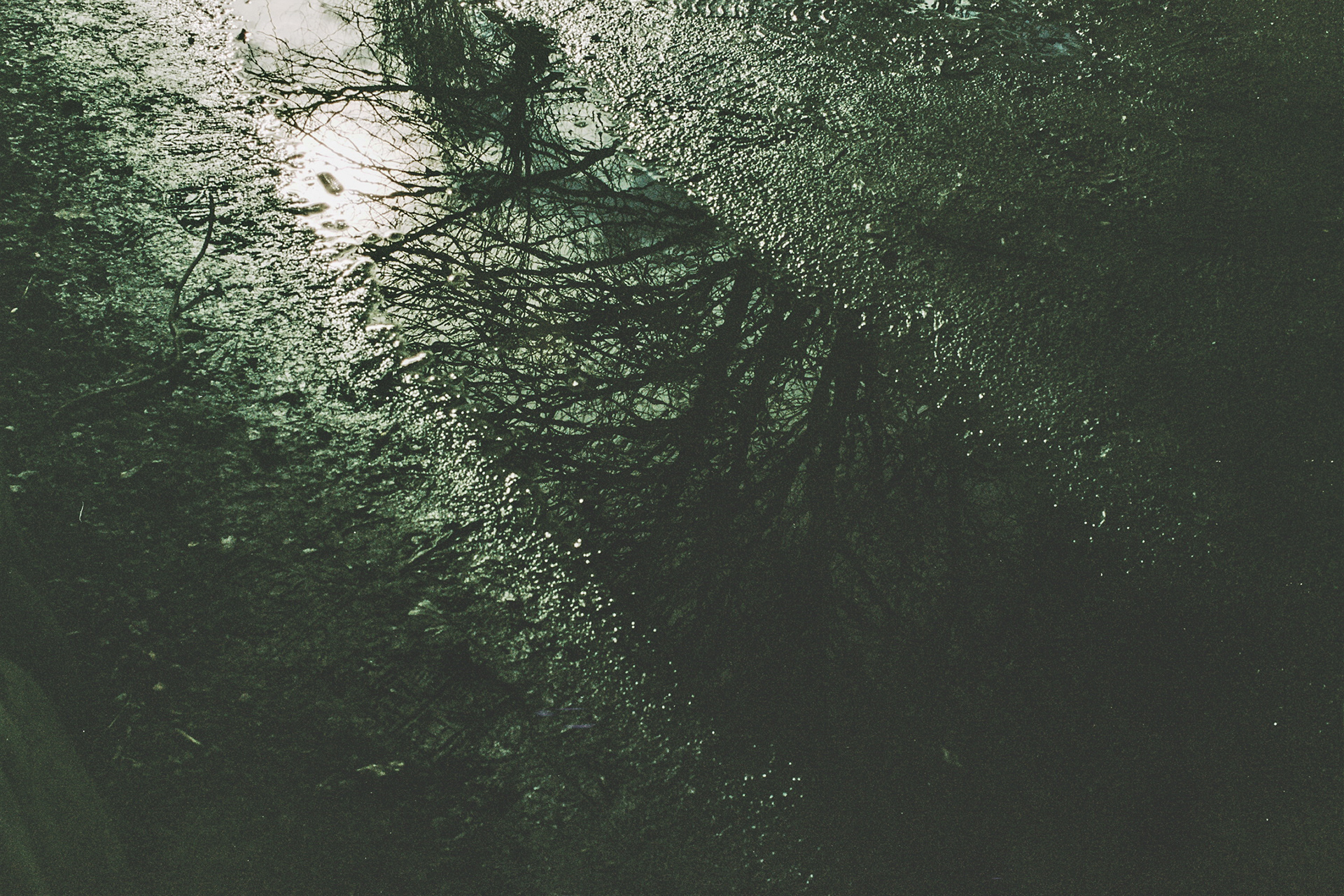 A streak of water runs through the frame, reflecting gnarled branches above.