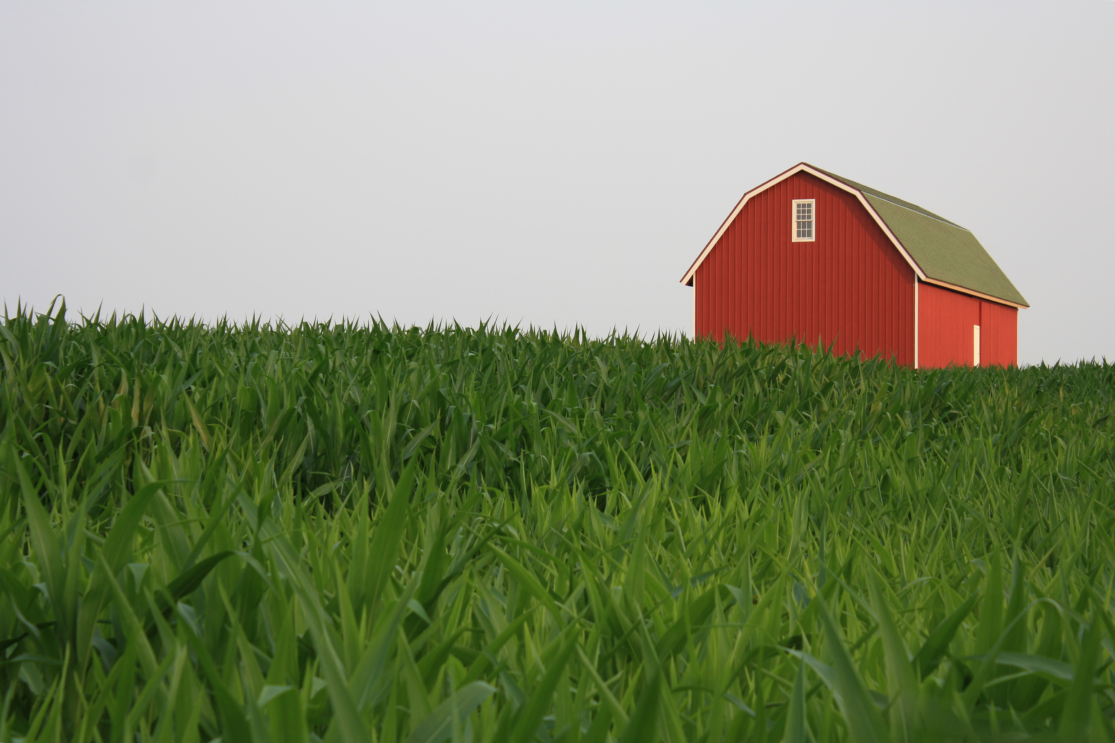 A red barn in a field of green corn.