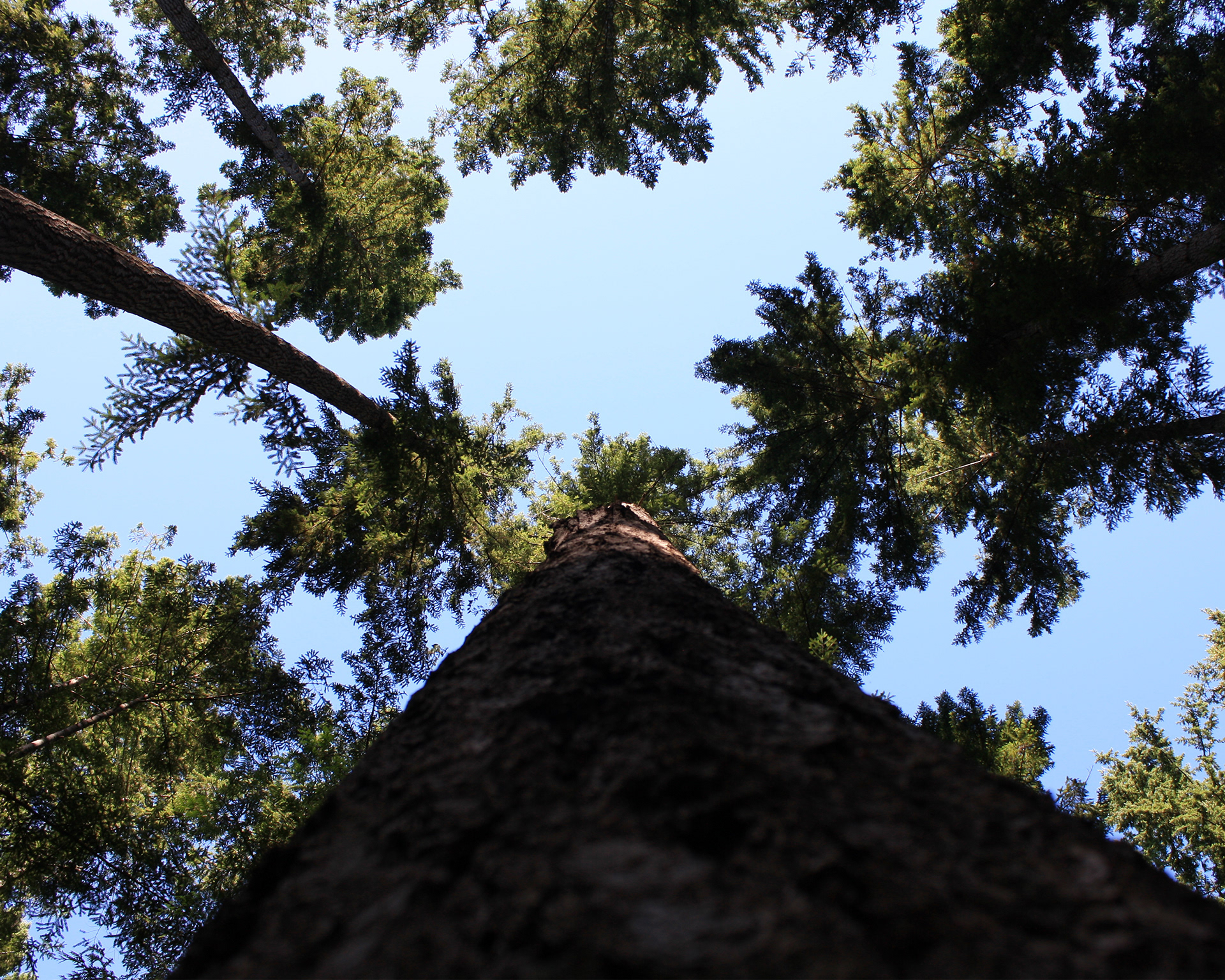 Douglas firs reach into a blue sky.