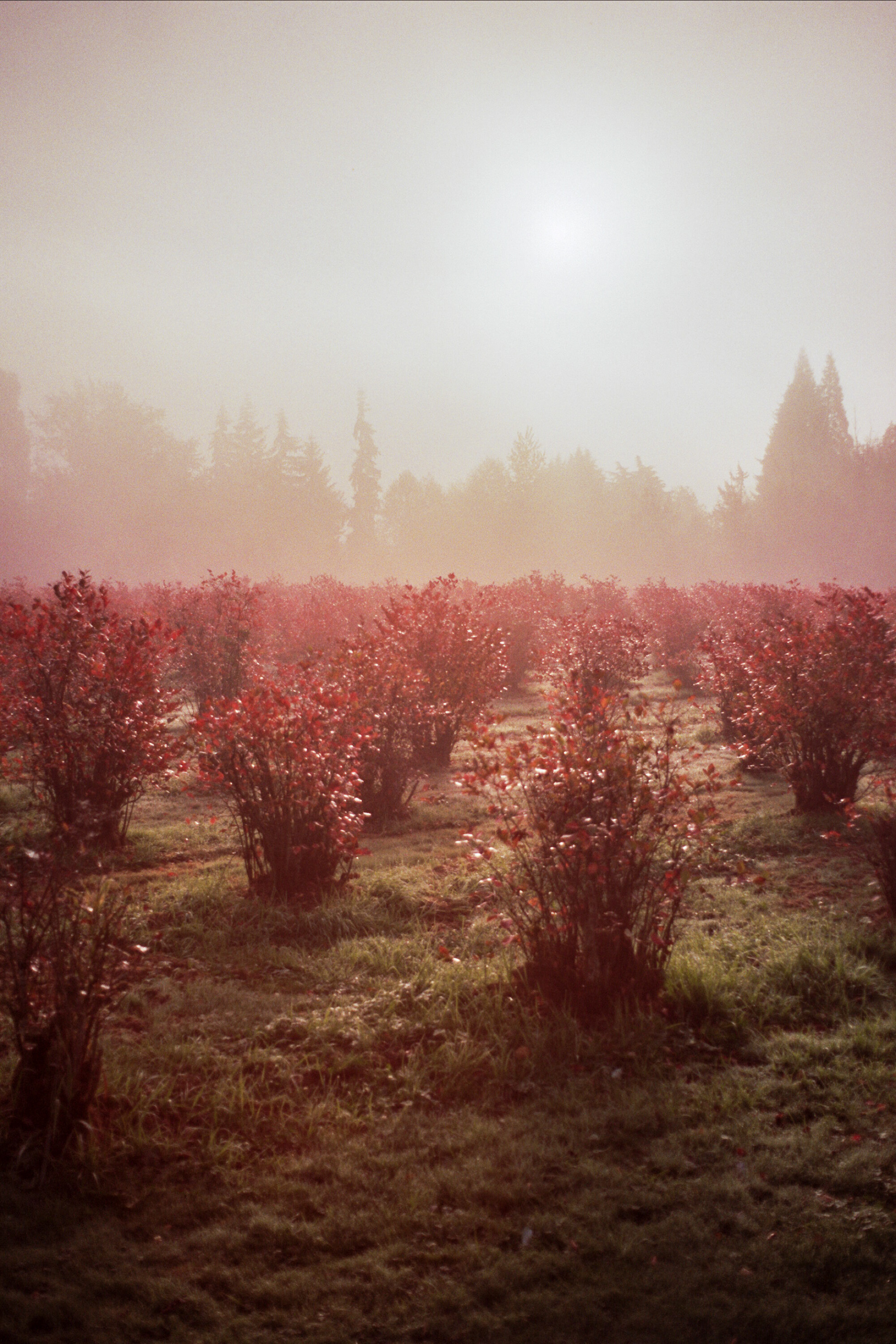 On a foggy morning, red plants tint the sky.