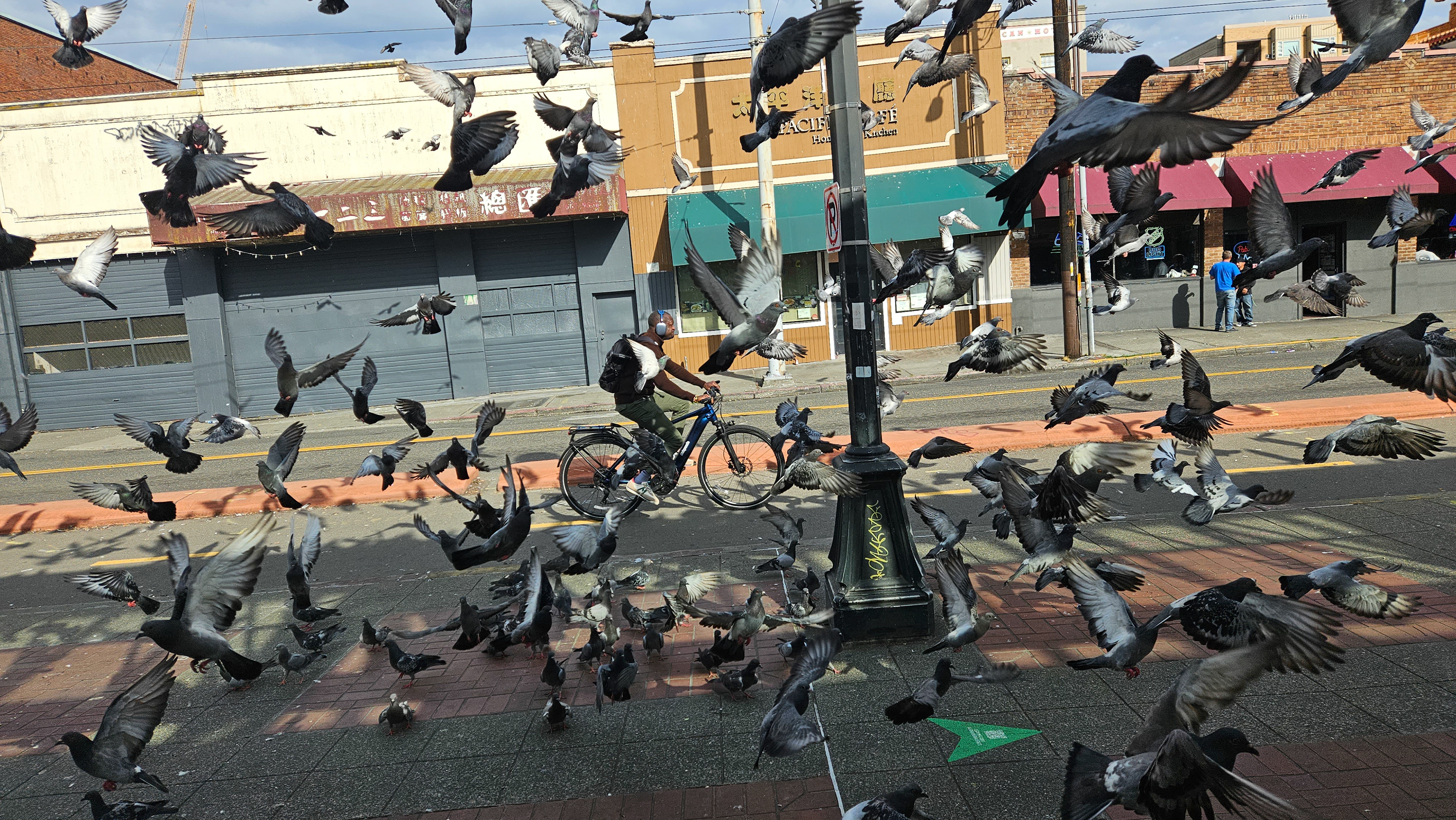 Birds explode into the air around a cyclist on a city street.