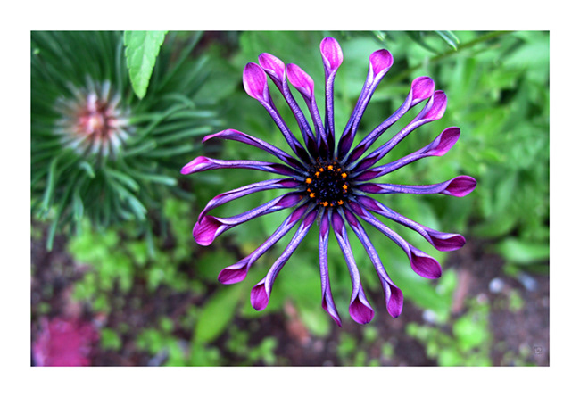 Unfurling Petals, Alaska (photography)