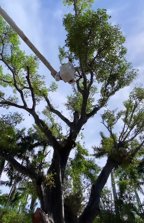 Removing Christmas Lights w/ Boom Truck
