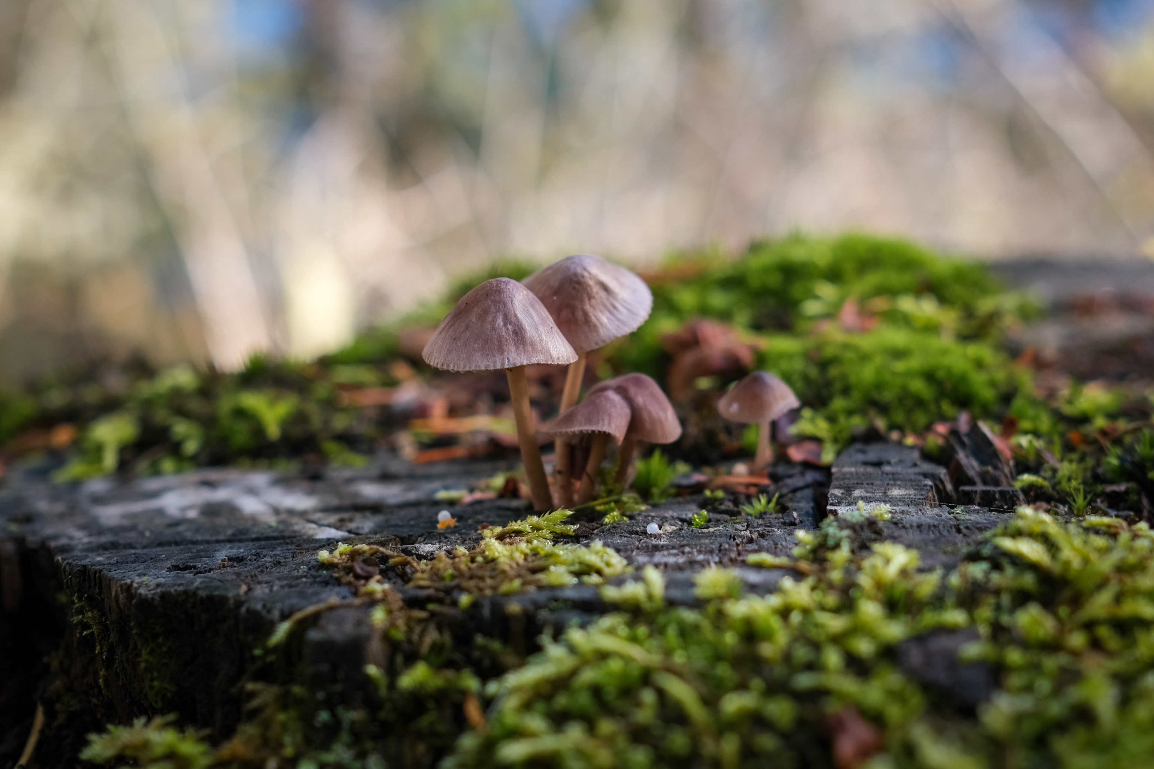 Olympic National Park, WA