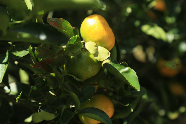 Cítricos en Valle Miraflores