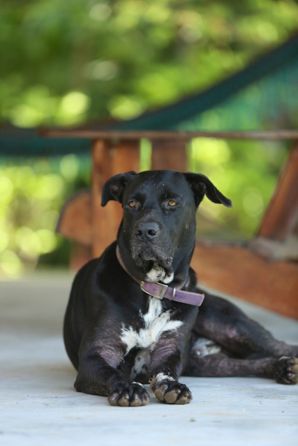 Hero nuestra mascota