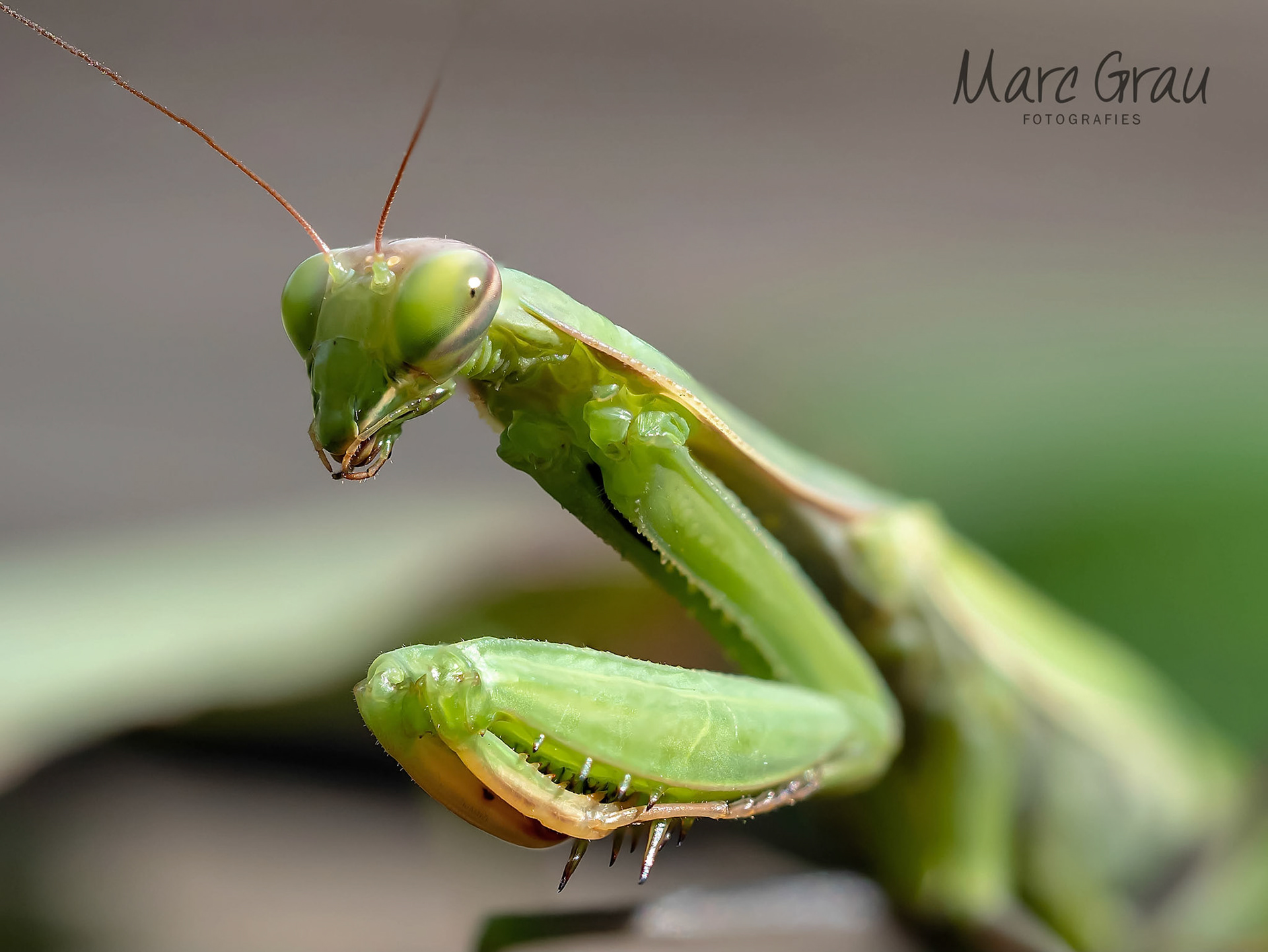 taller macro fontdellops