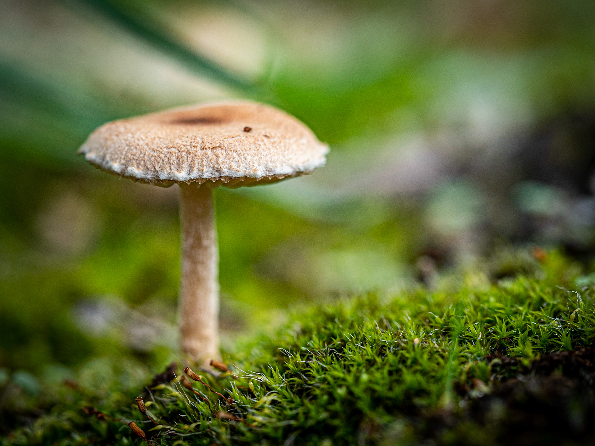 Macro