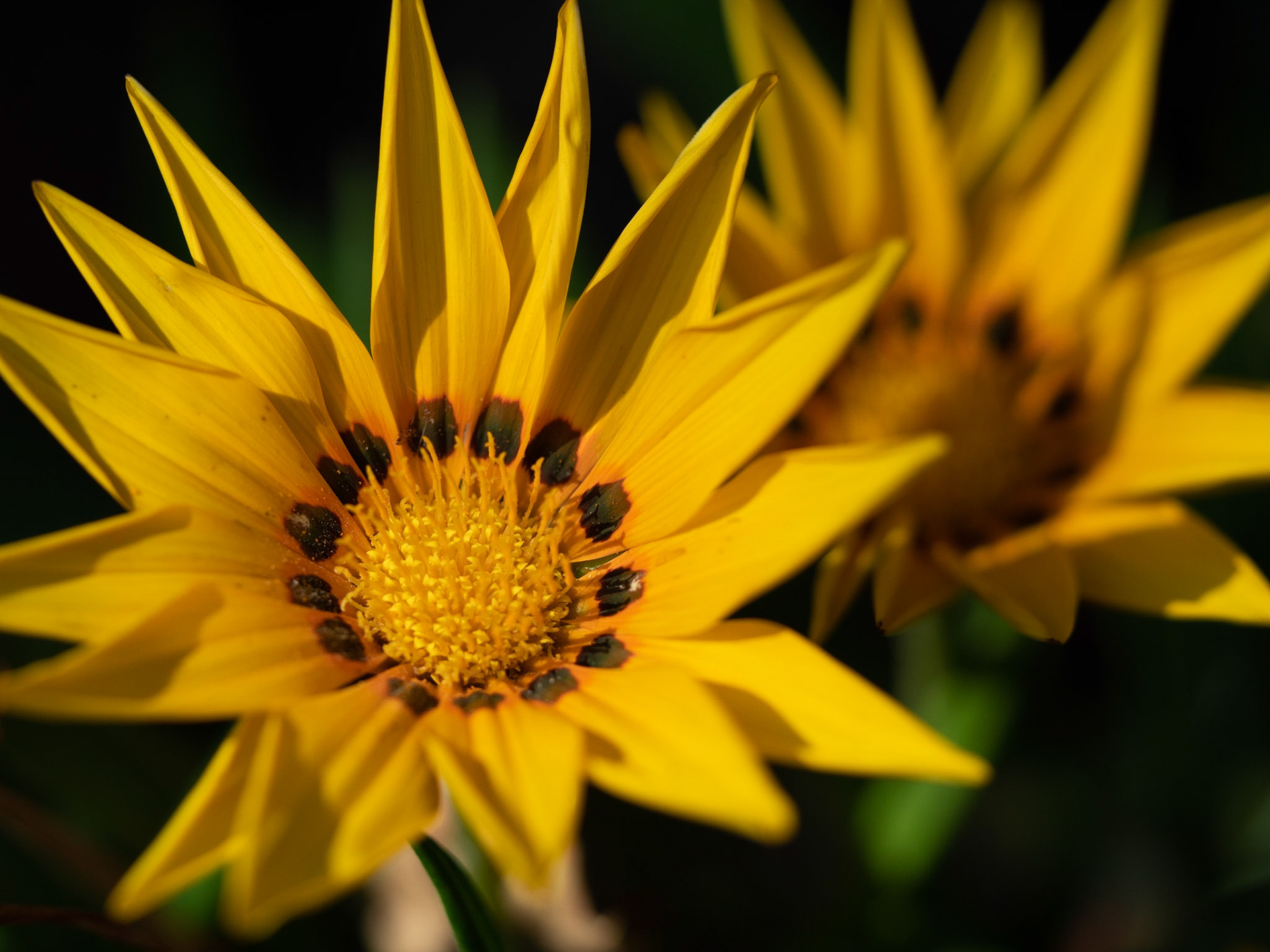 Flors