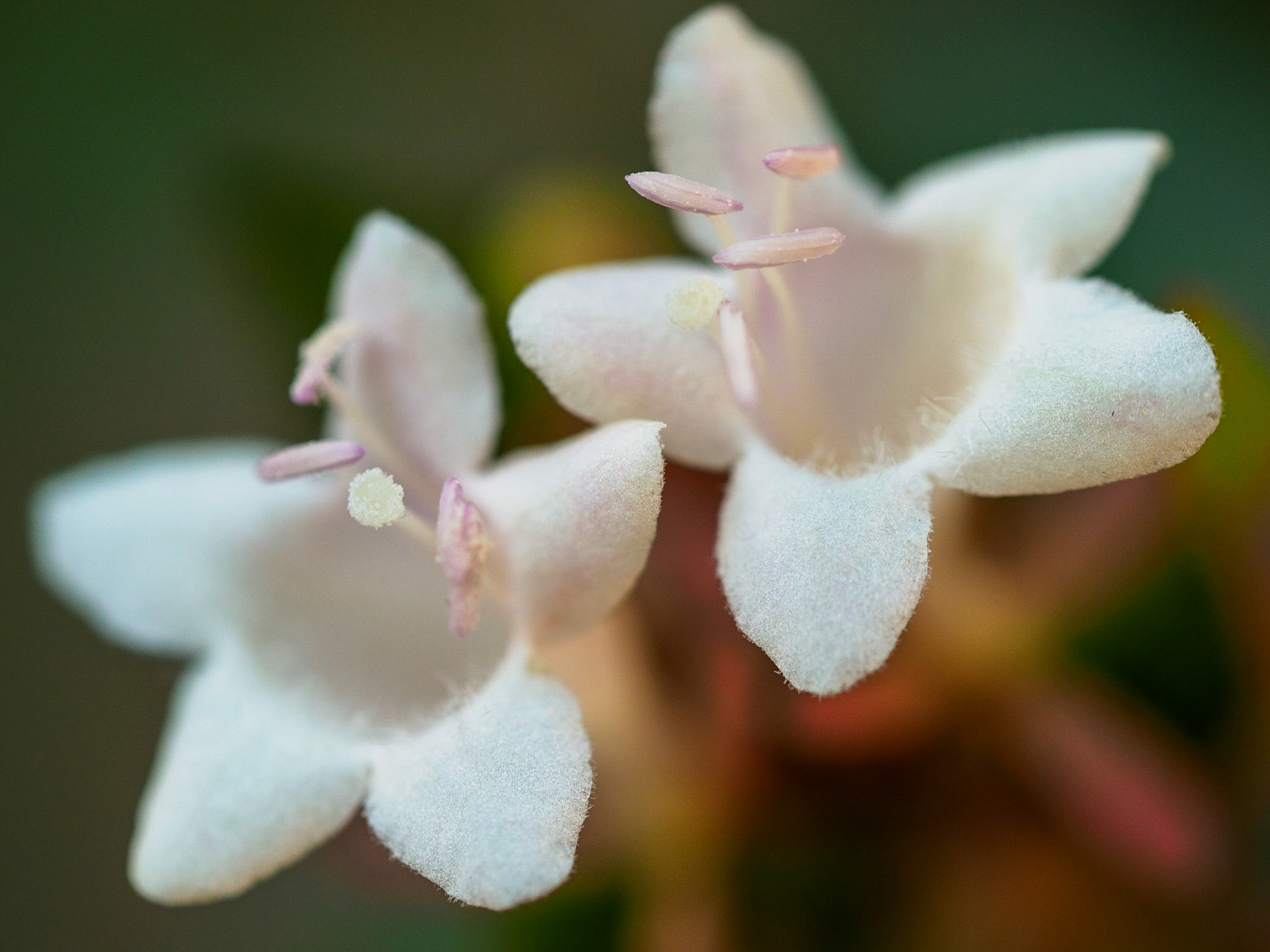 Macro · Fontdellops