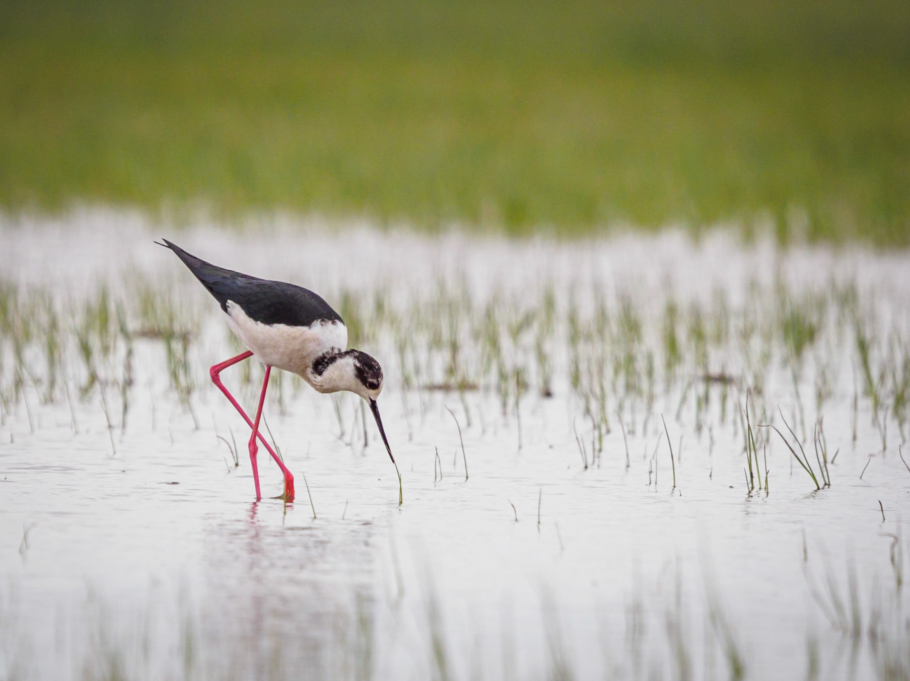 Camallarga · Aiguamolls de l'Empordà