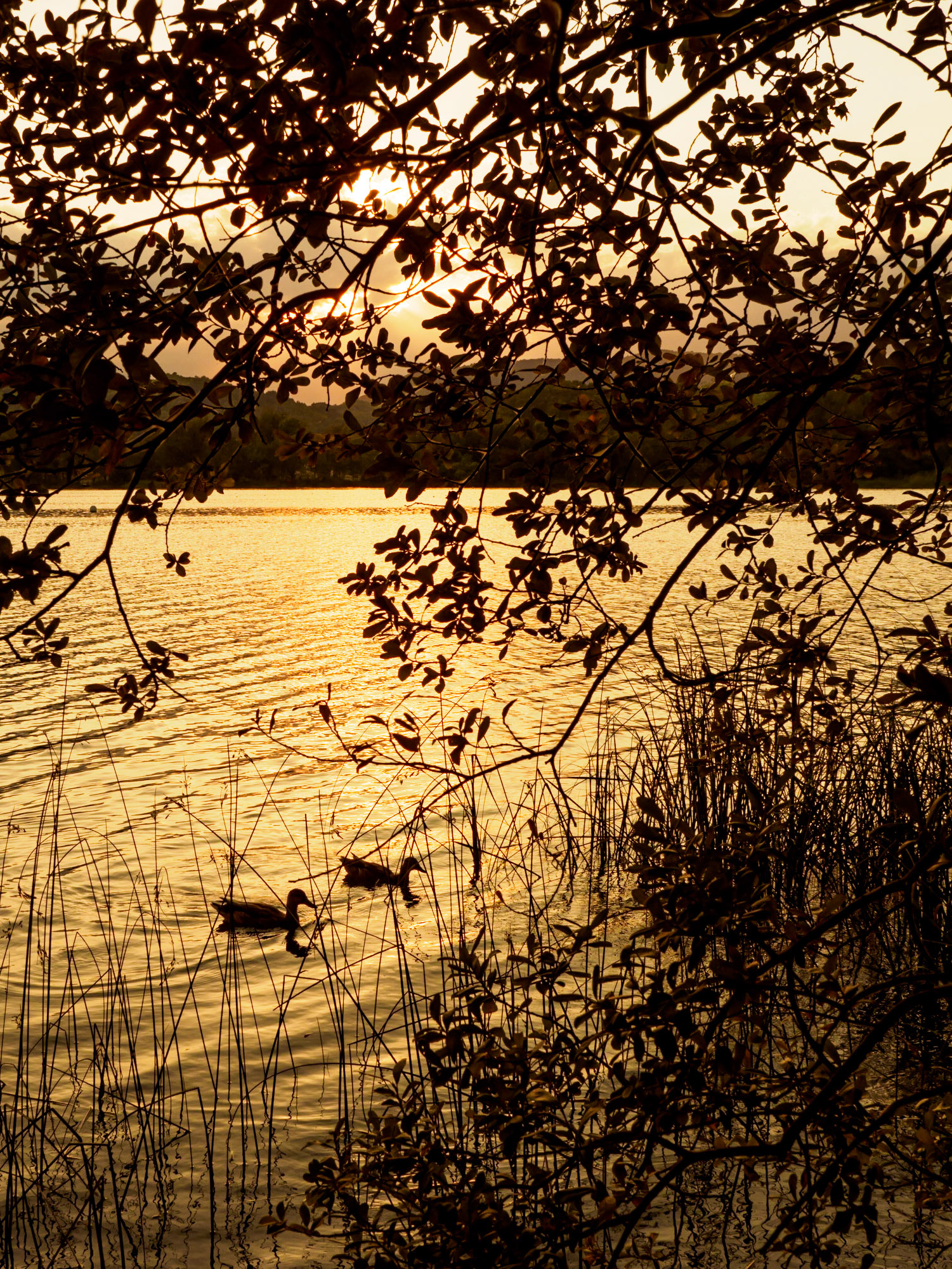 Tarda d'Estiu a Banyoles