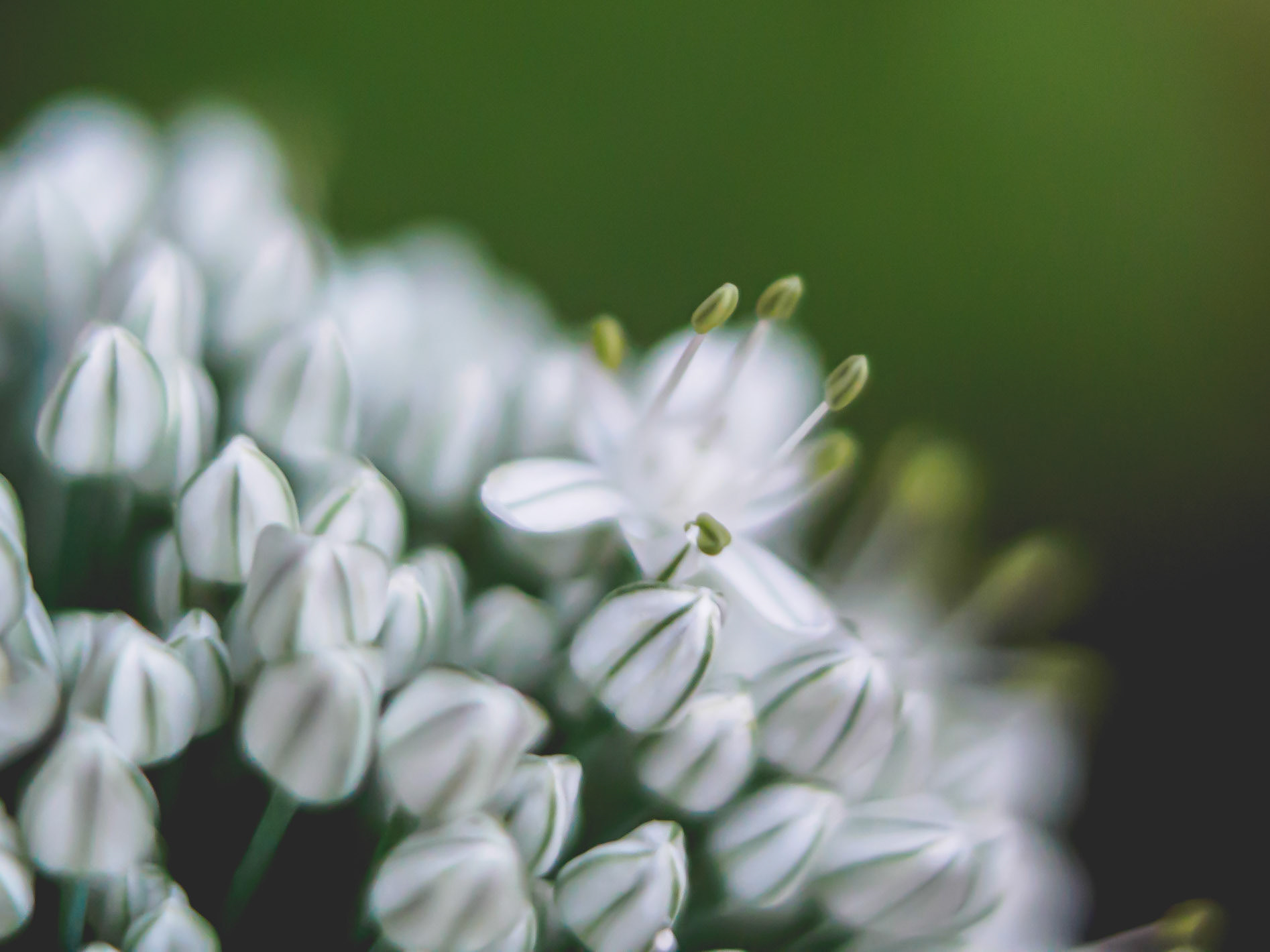 Macro - Flor de Ceba