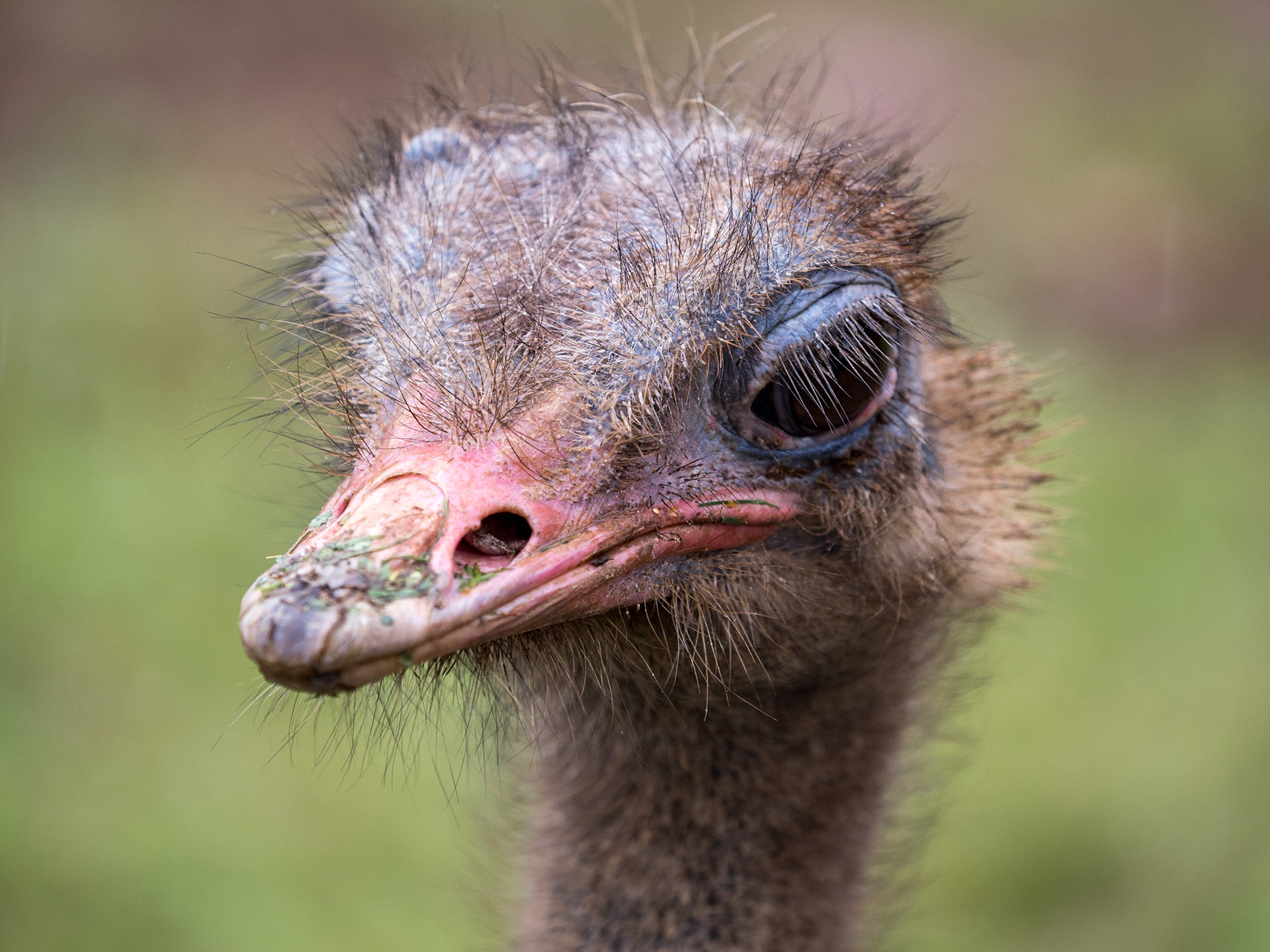 Estruç · Cabárceno, Cantabria