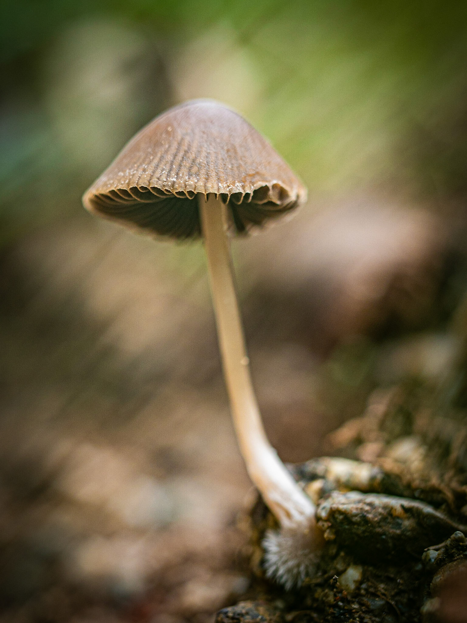 Macro