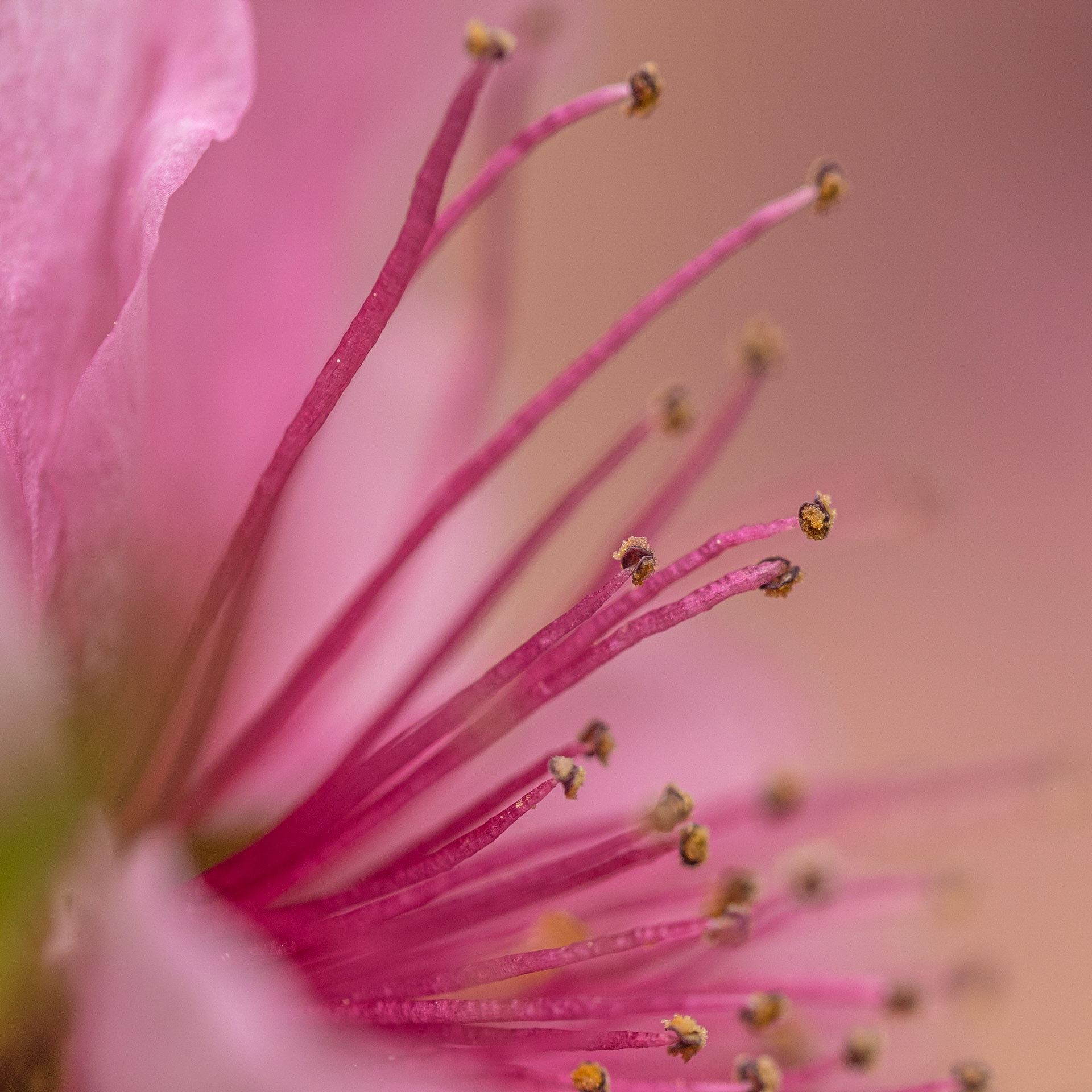 Macro
