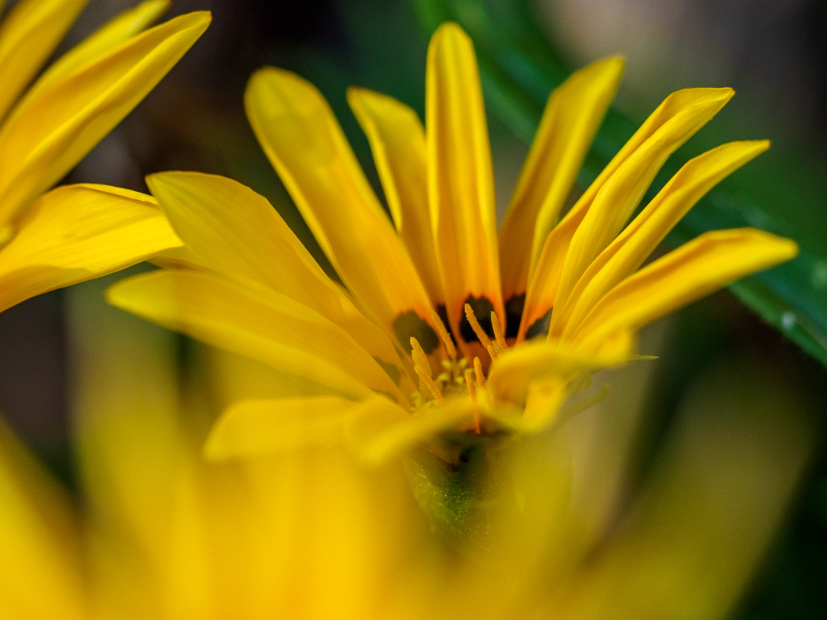 Flors