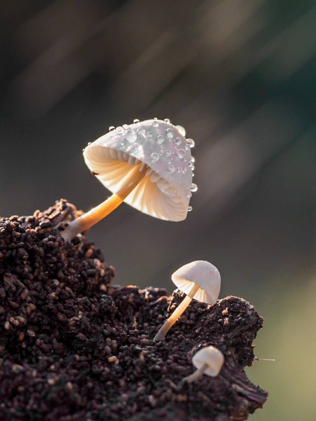 Macro · Fontdellops