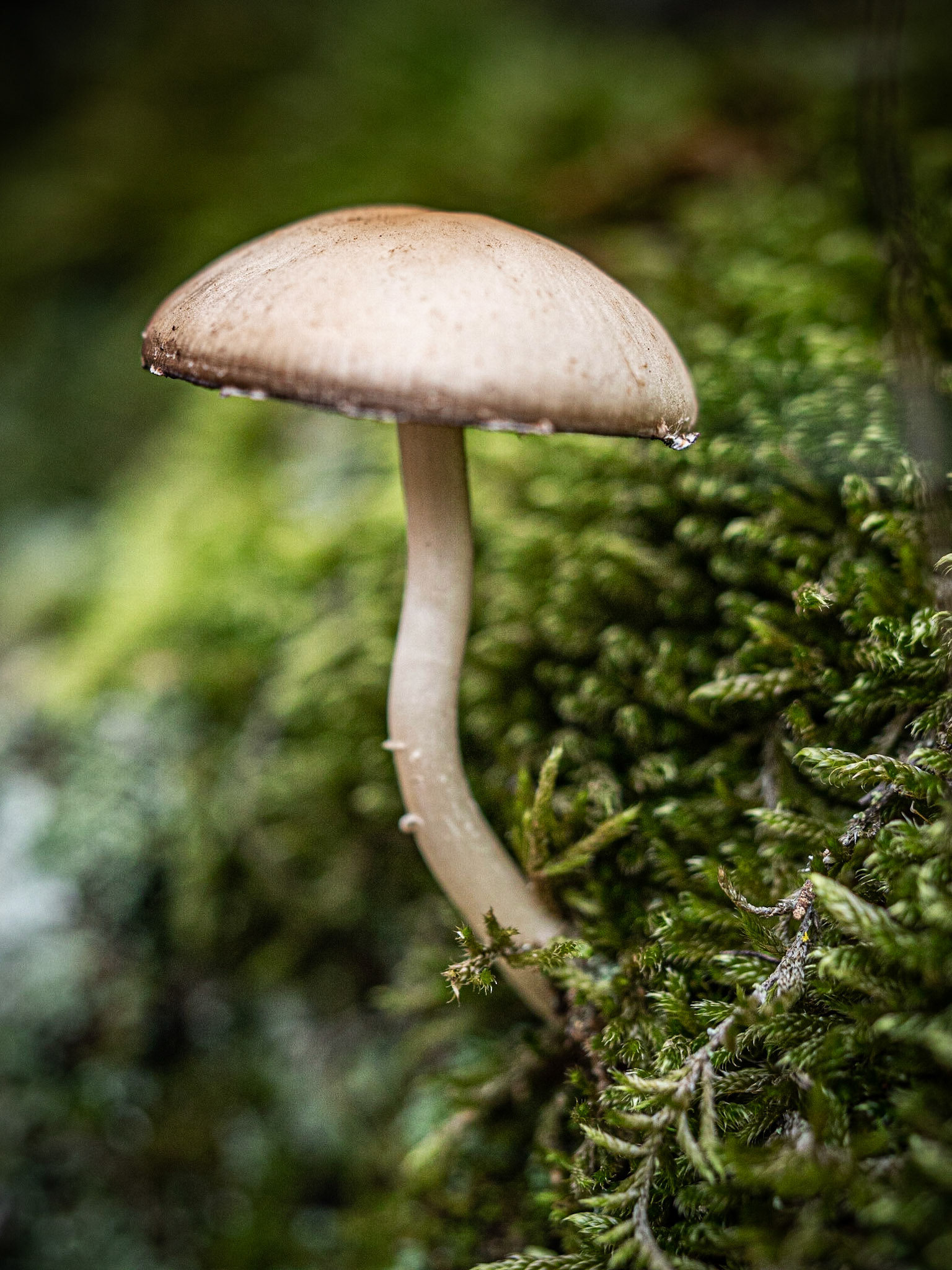 Macro
