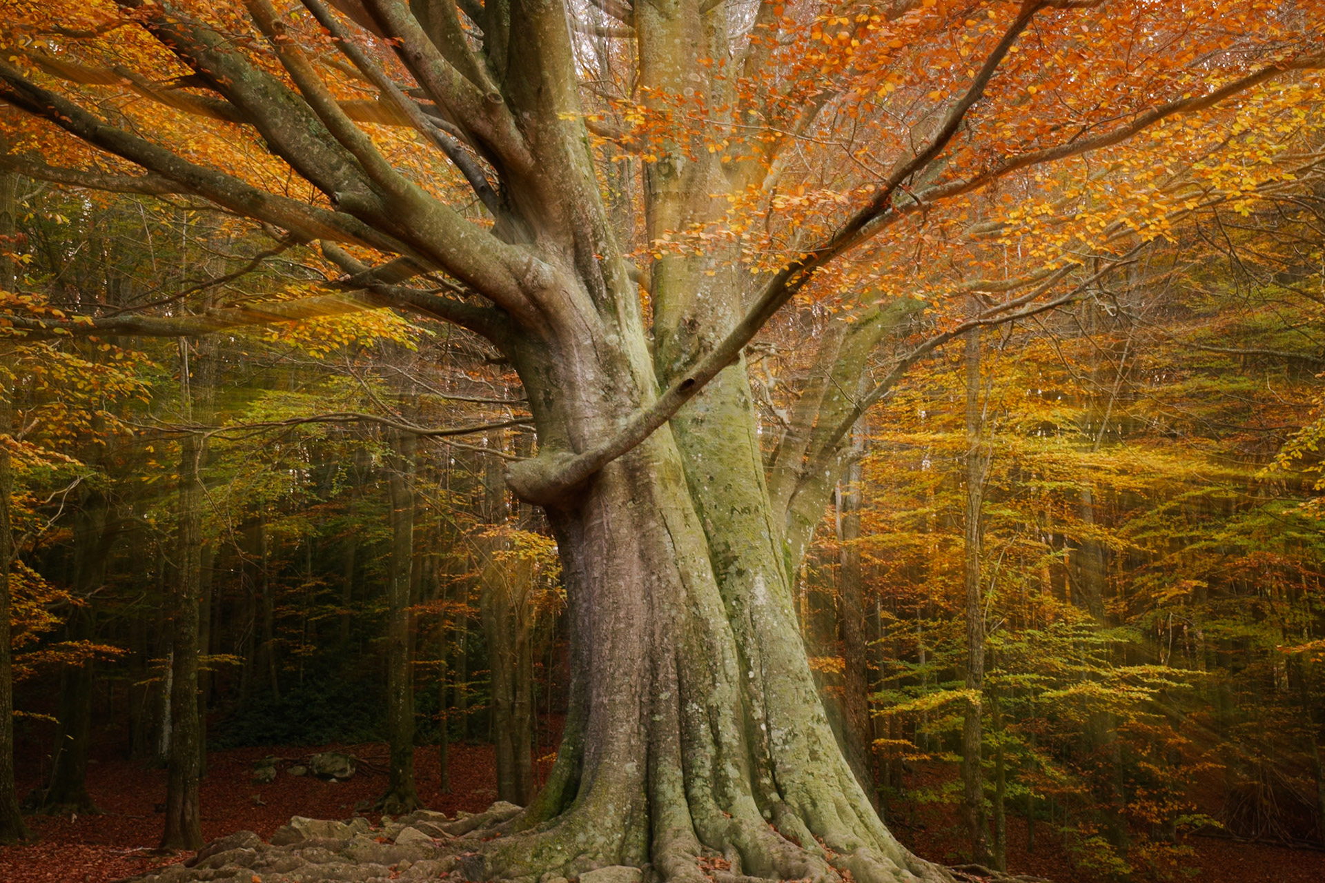 Fotografia Creativa al Montseny
