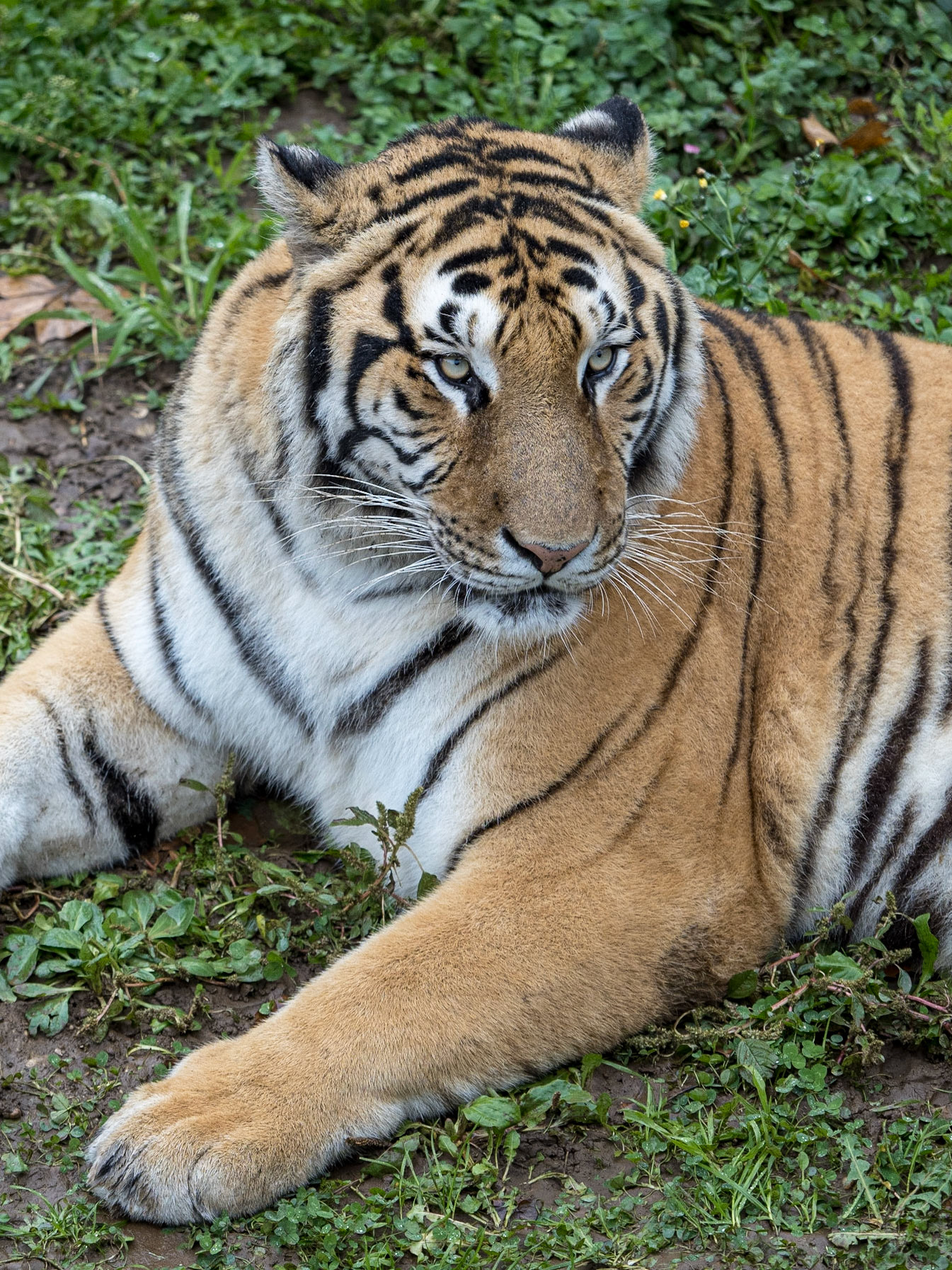 Trigre · Cabárceno, Cantabria