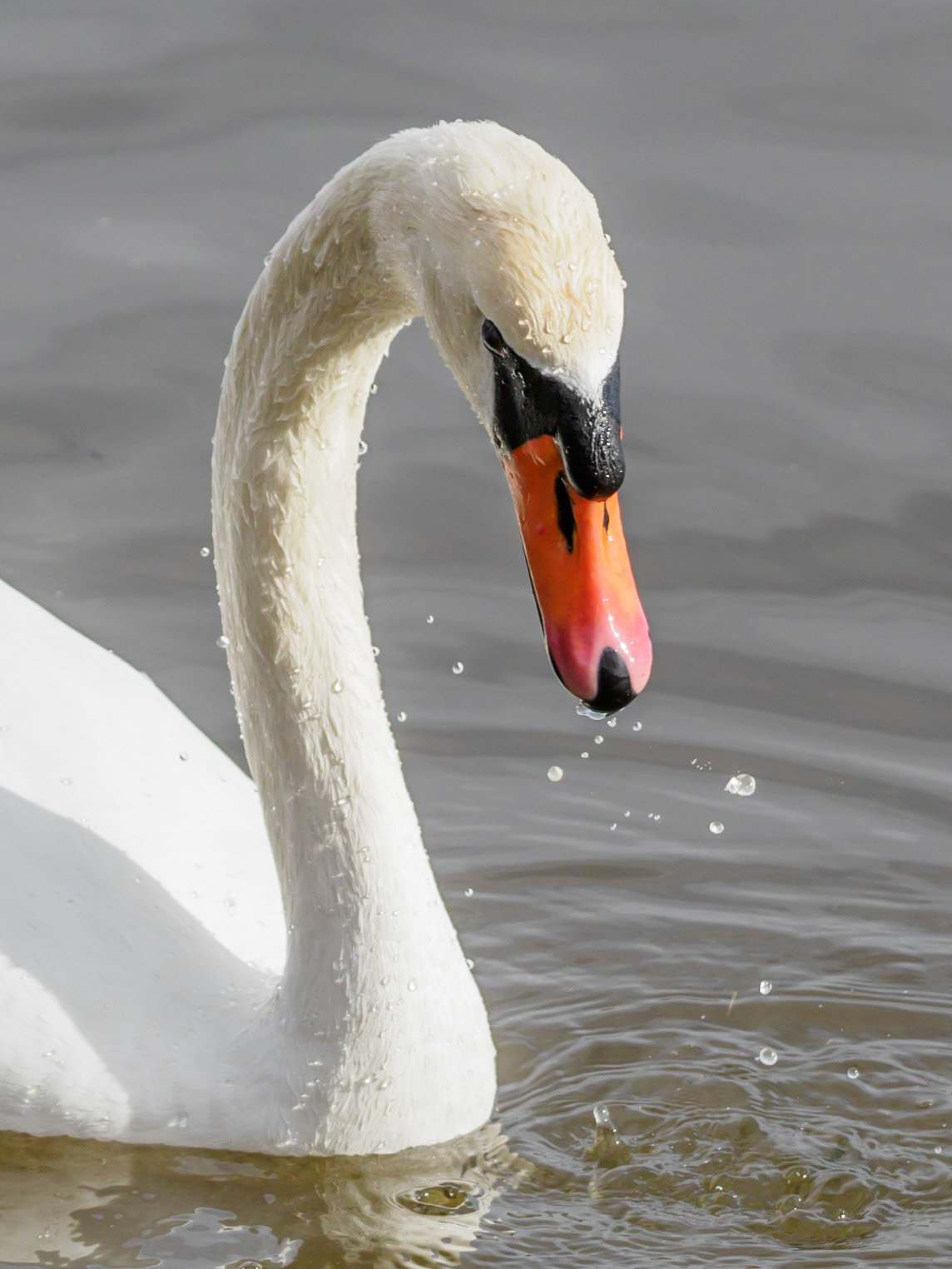Cigne