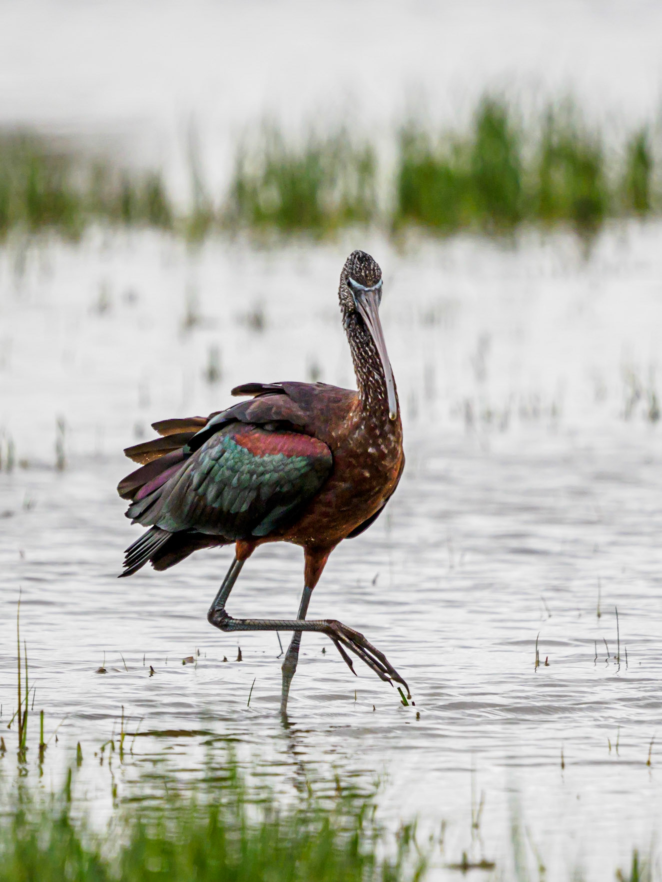 Capó Reial · Aiguamolls de l'Empordà