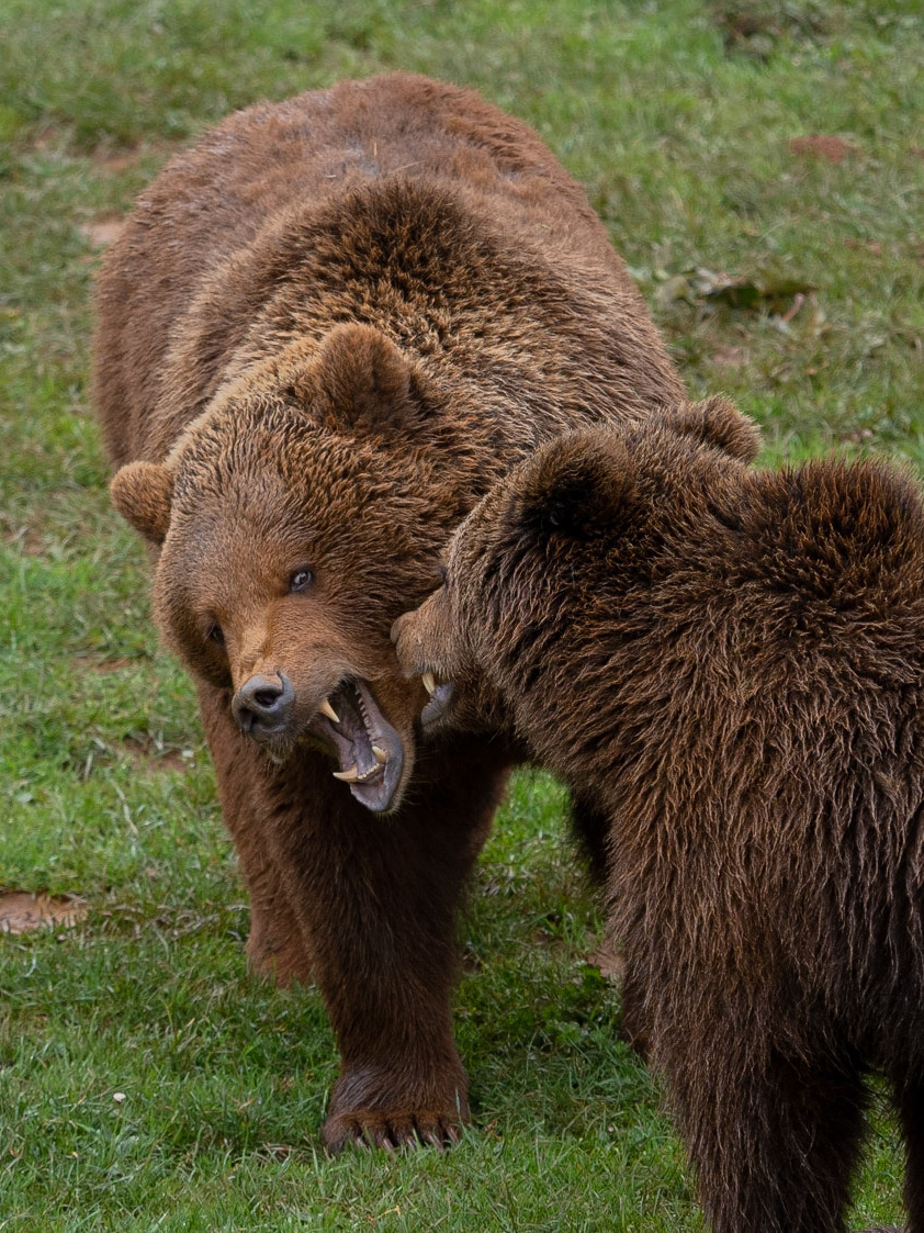Os bru - Cabárceno, Cantabria