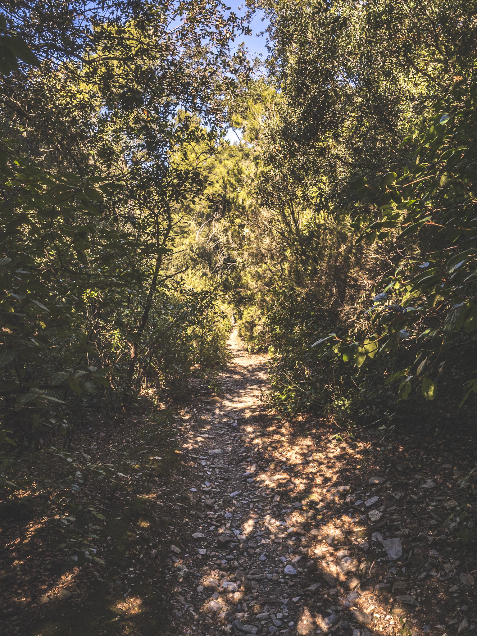 Collserola, Barcelona