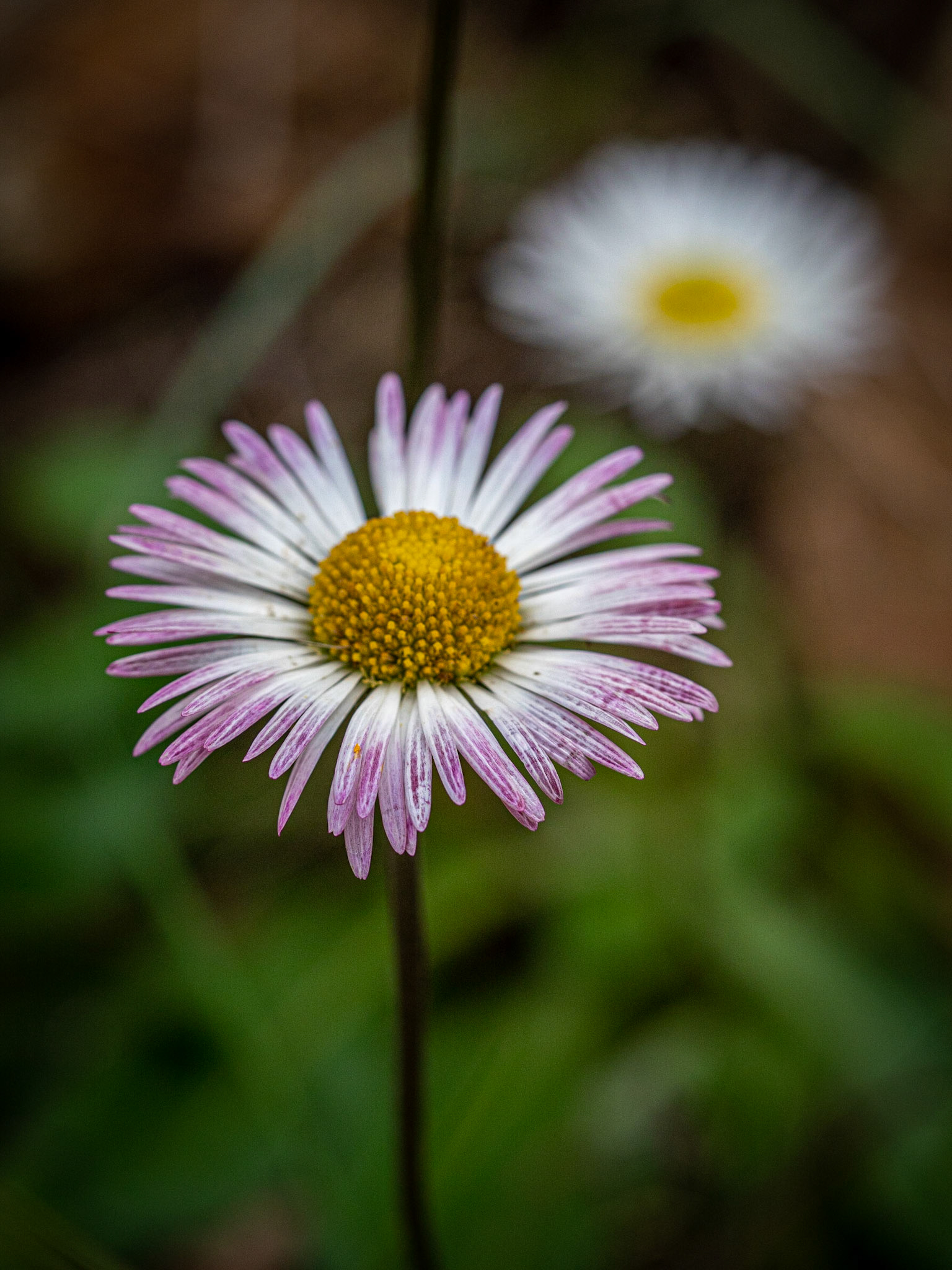 Macro