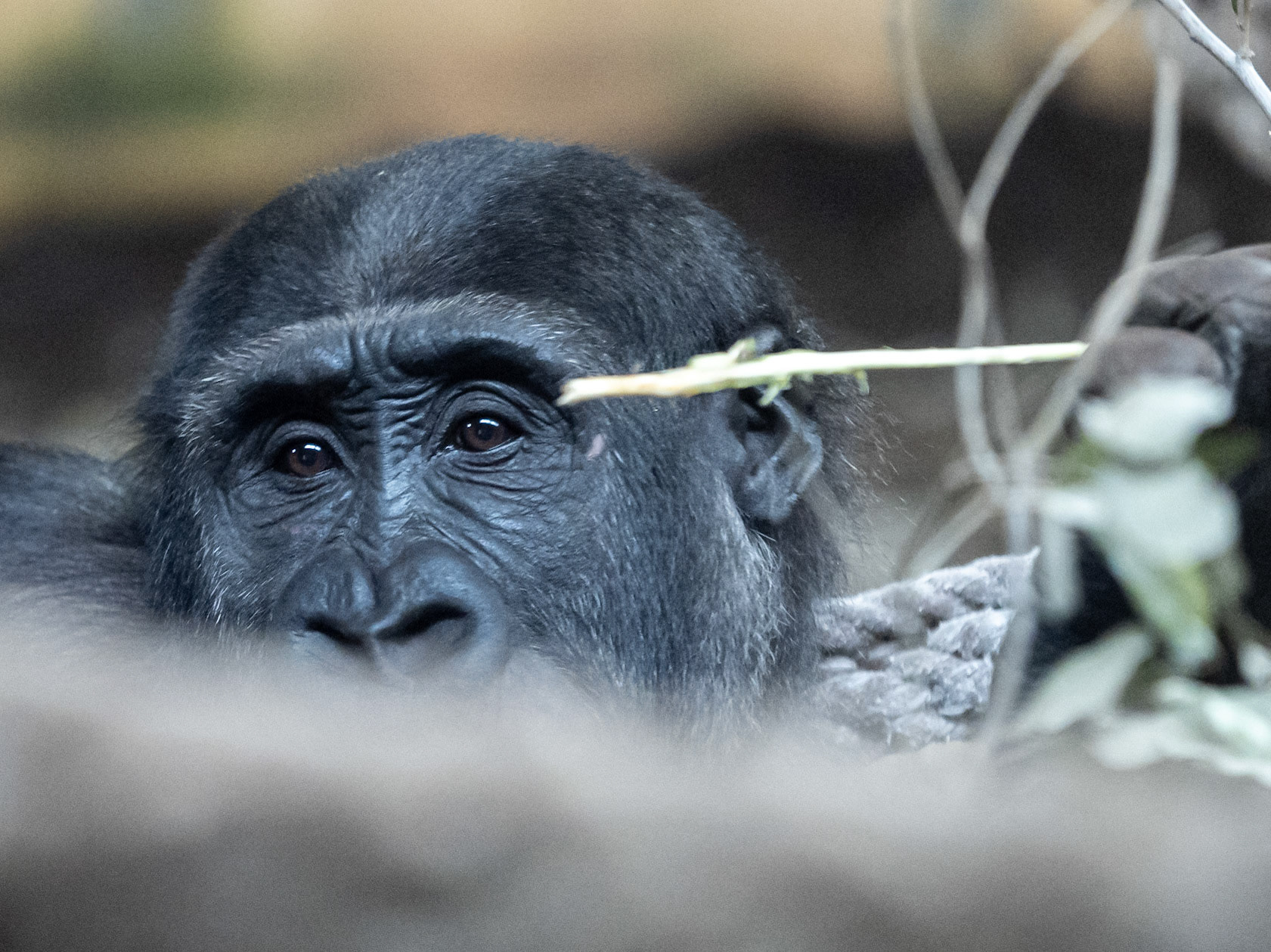 Goril·la · Cabárceno, Cantabria