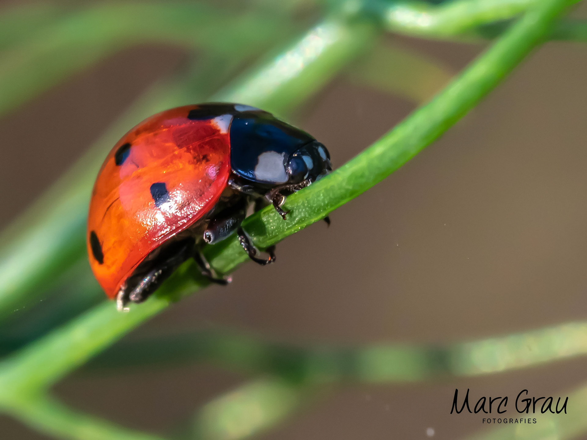 taller macro fontdellops