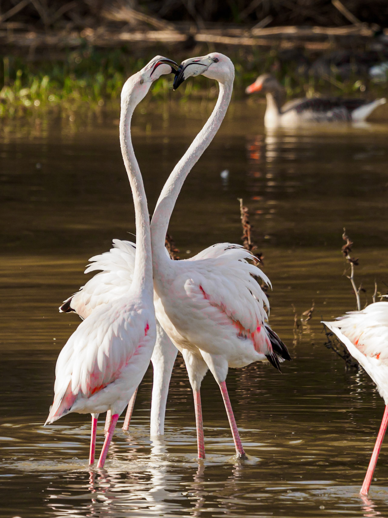 Flamencs · Aiguamolls de l'Empordà