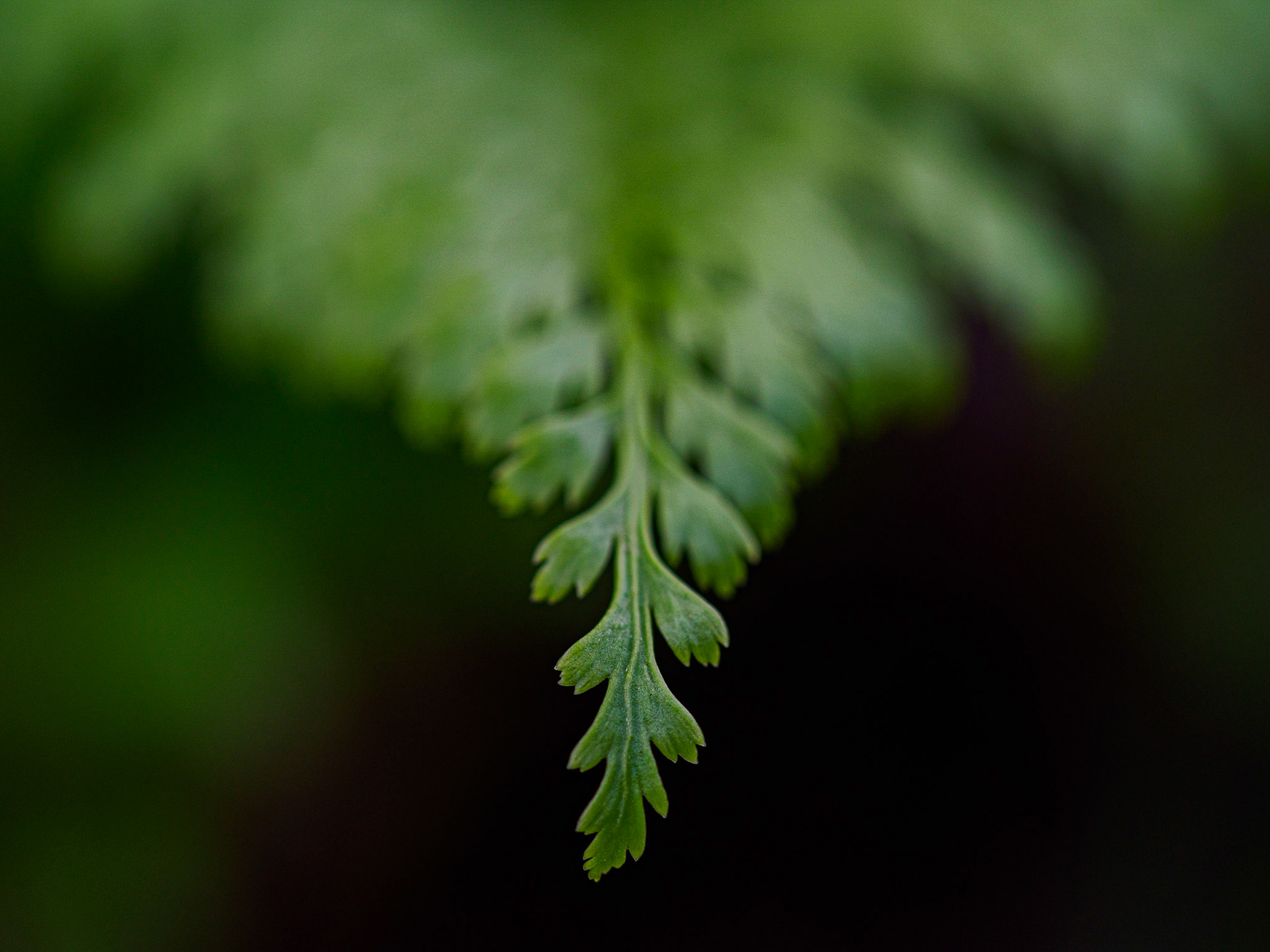 Macro · Fontdellops