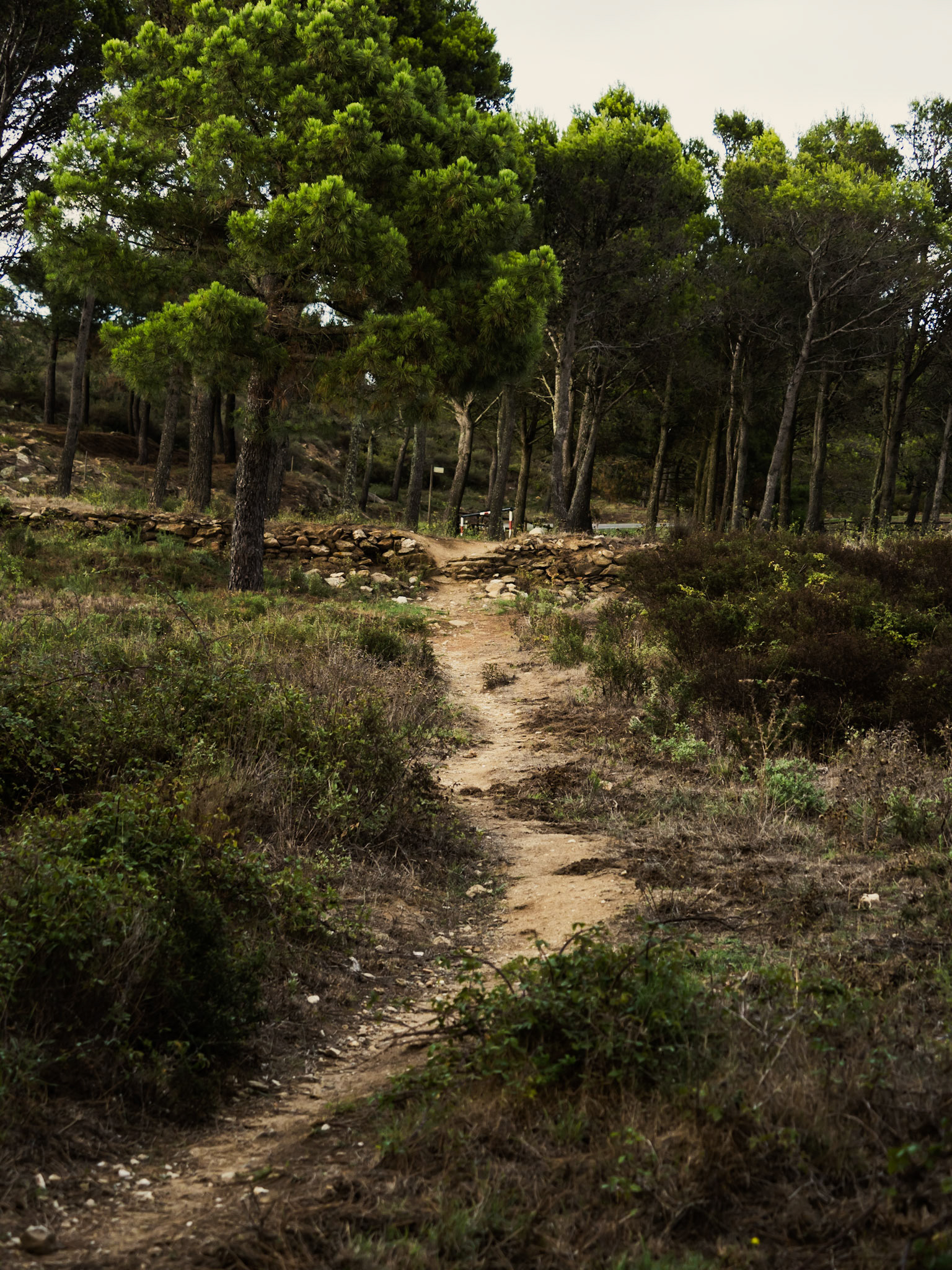 Tardes d'Estiu