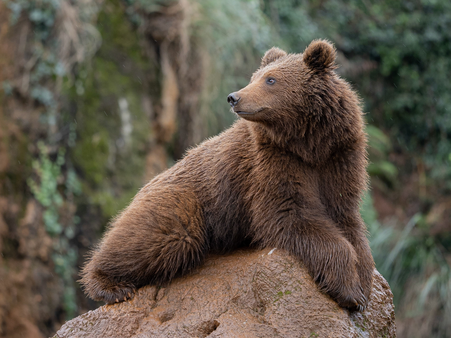 Os bru - Cabárceno, Cantabria