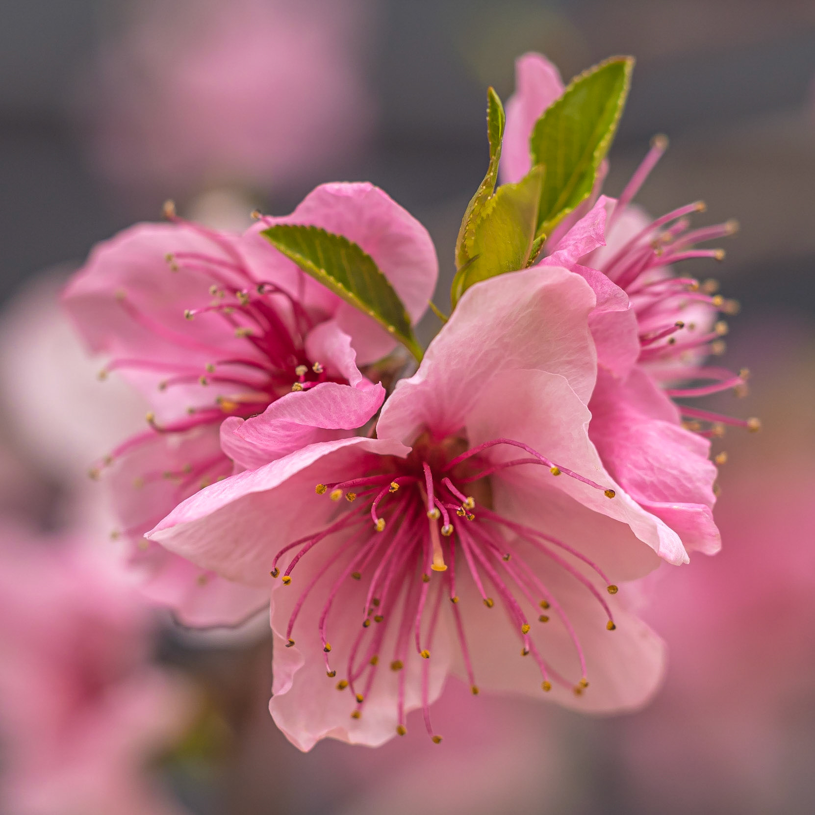 Macro
